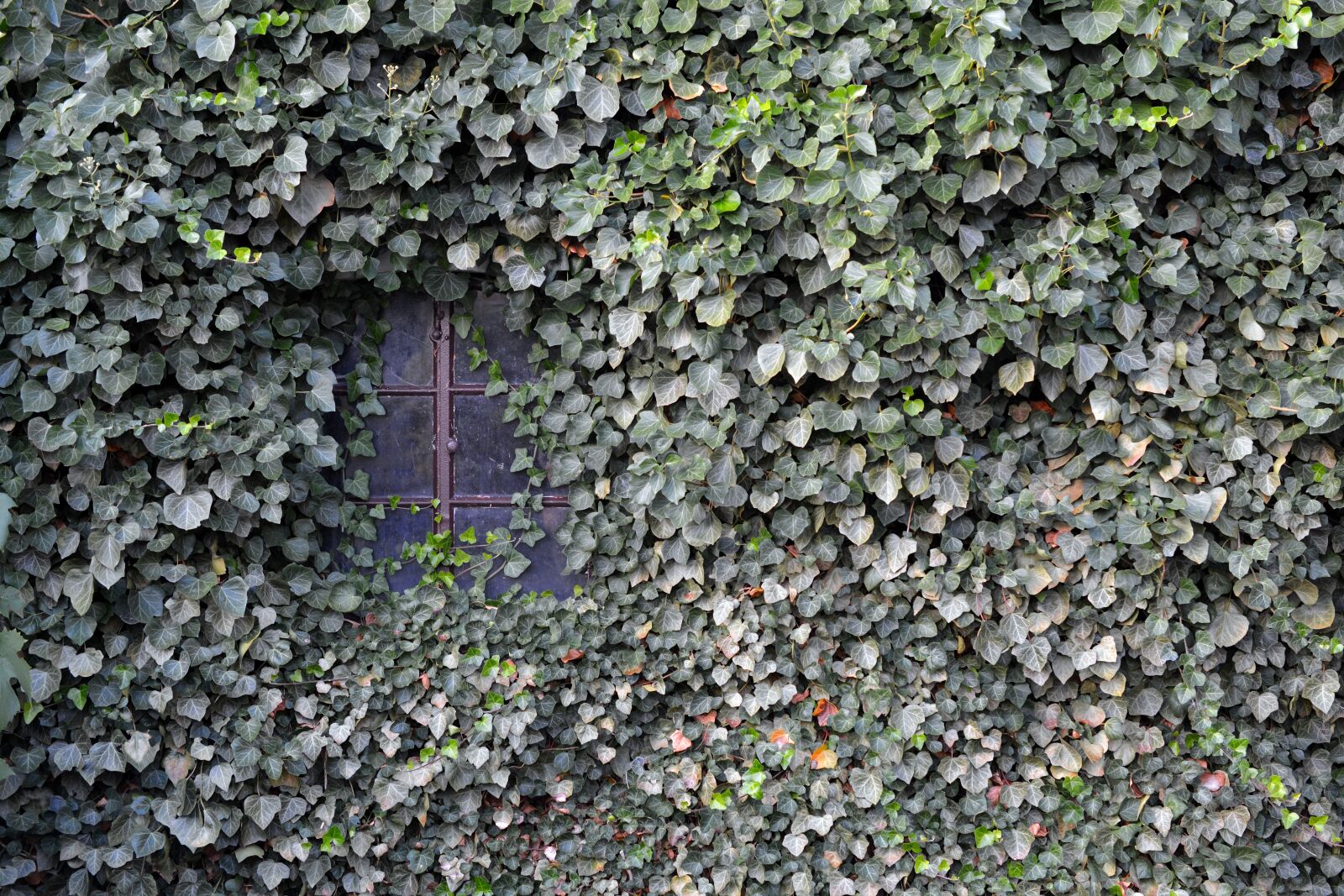 Nikon D5200 sample photo. Ivy, wall, window photography
