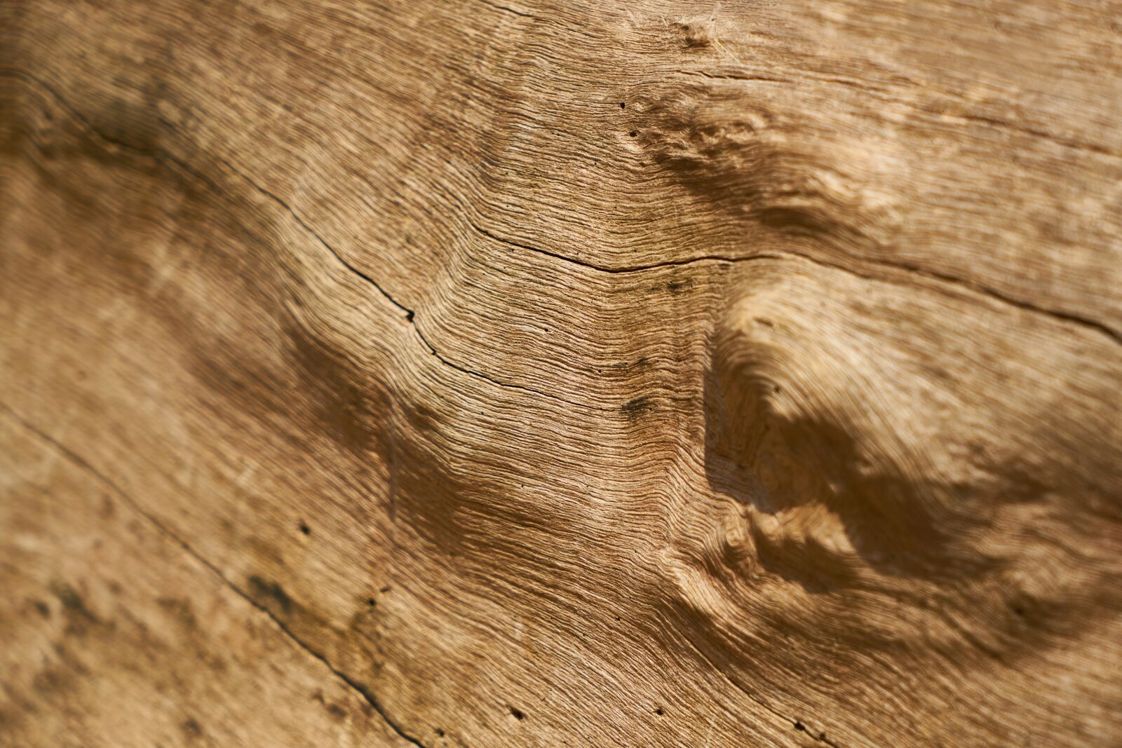 Sony a7R II sample photo. Wood, tree, texture photography