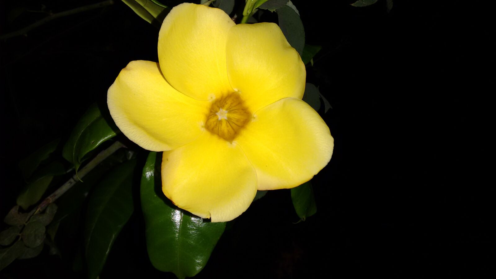 Motorola Moto G (2nd Gen) sample photo. Beautiful, flowers photography
