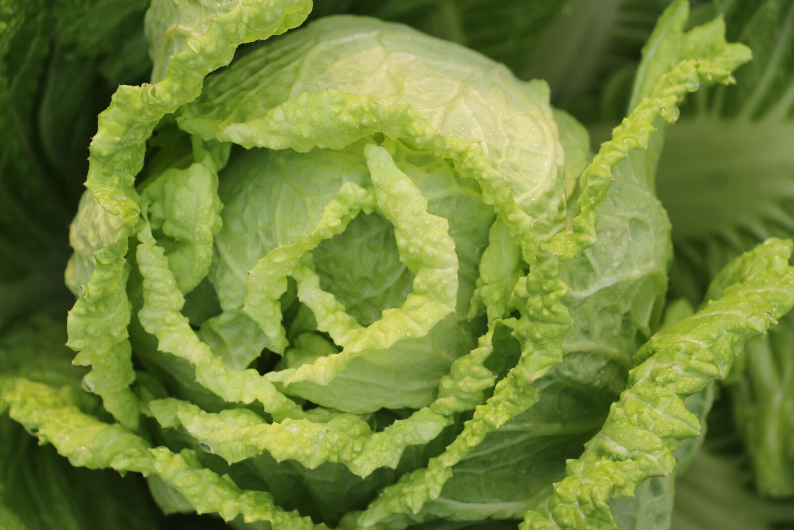 Canon EOS 700D (EOS Rebel T5i / EOS Kiss X7i) sample photo. Vegetable, chinese cabbage, cabbage photography