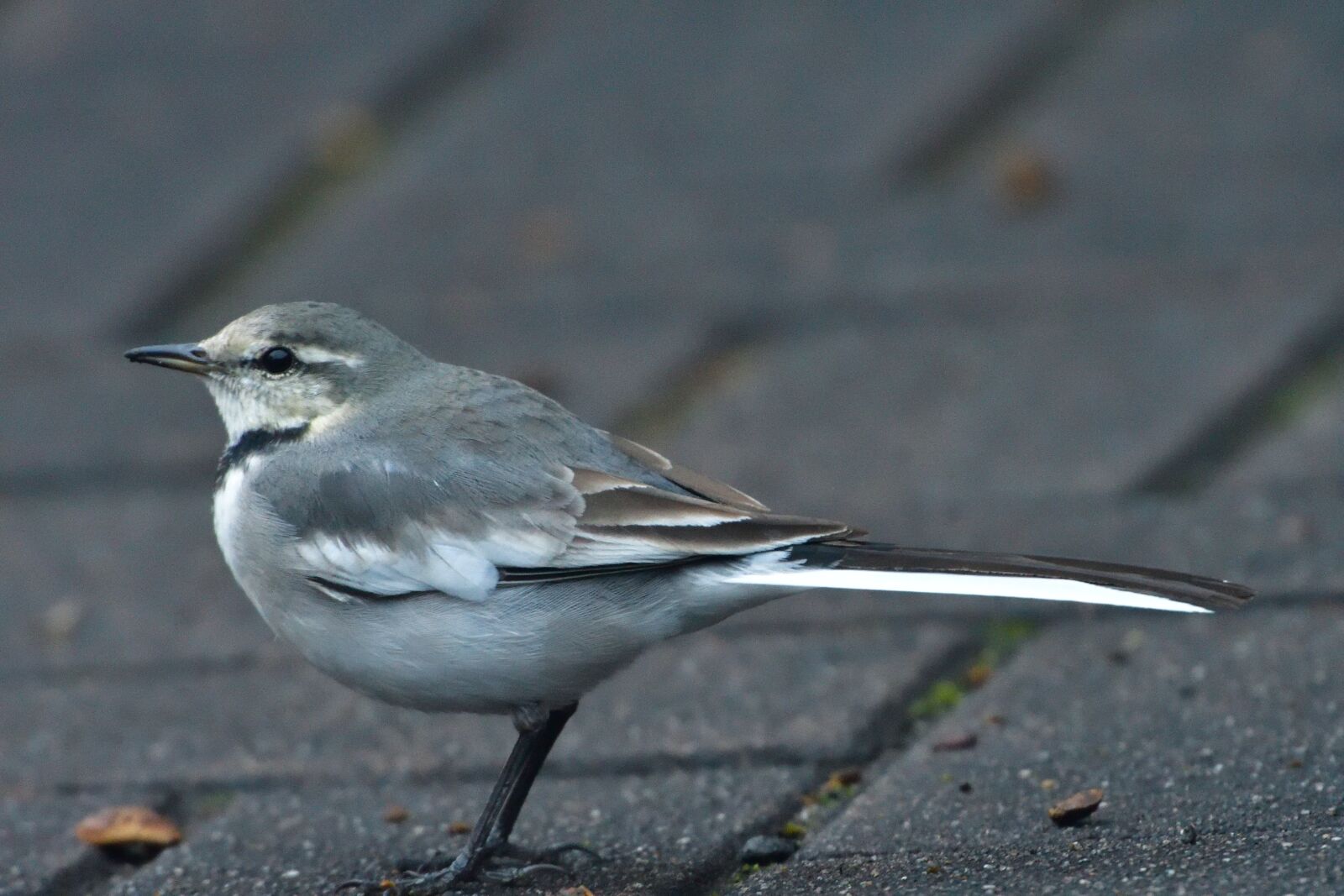Nikon D500 sample photo. Bird, natural, wild animals photography