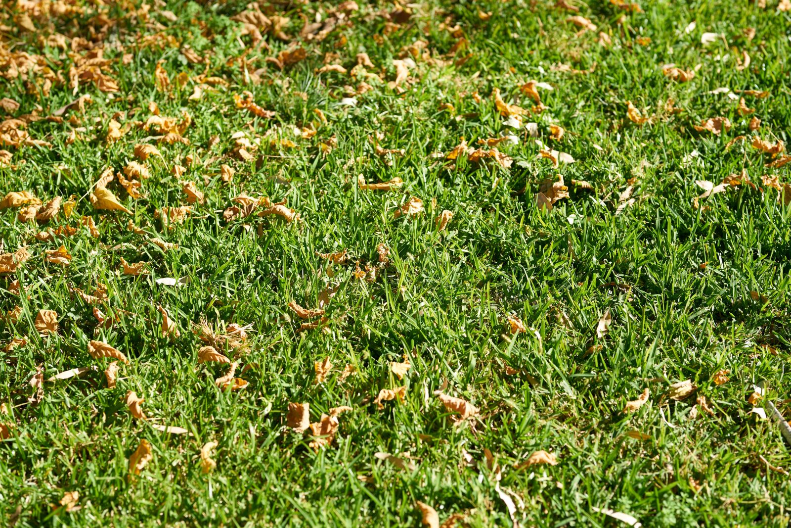 Sigma 85mm F1.4 DG HSM Art sample photo. Grass, nature, background photography