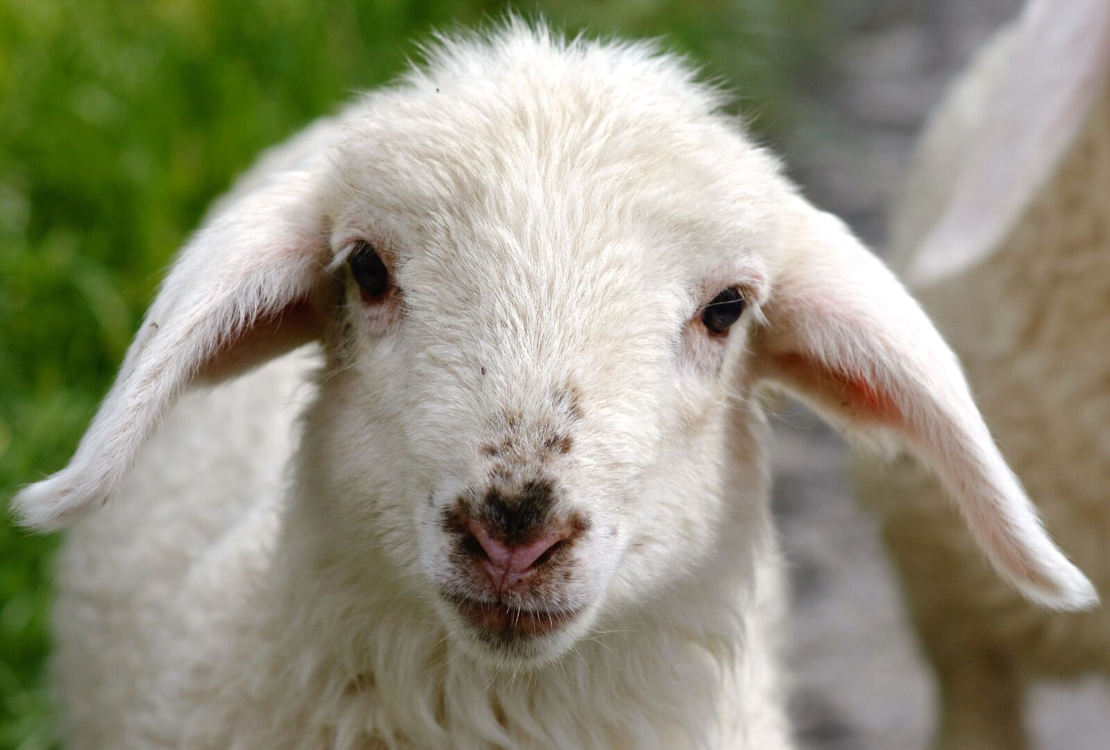 Sony Alpha DSLR-A350 sample photo. Schäfchen, lamb, sweet photography
