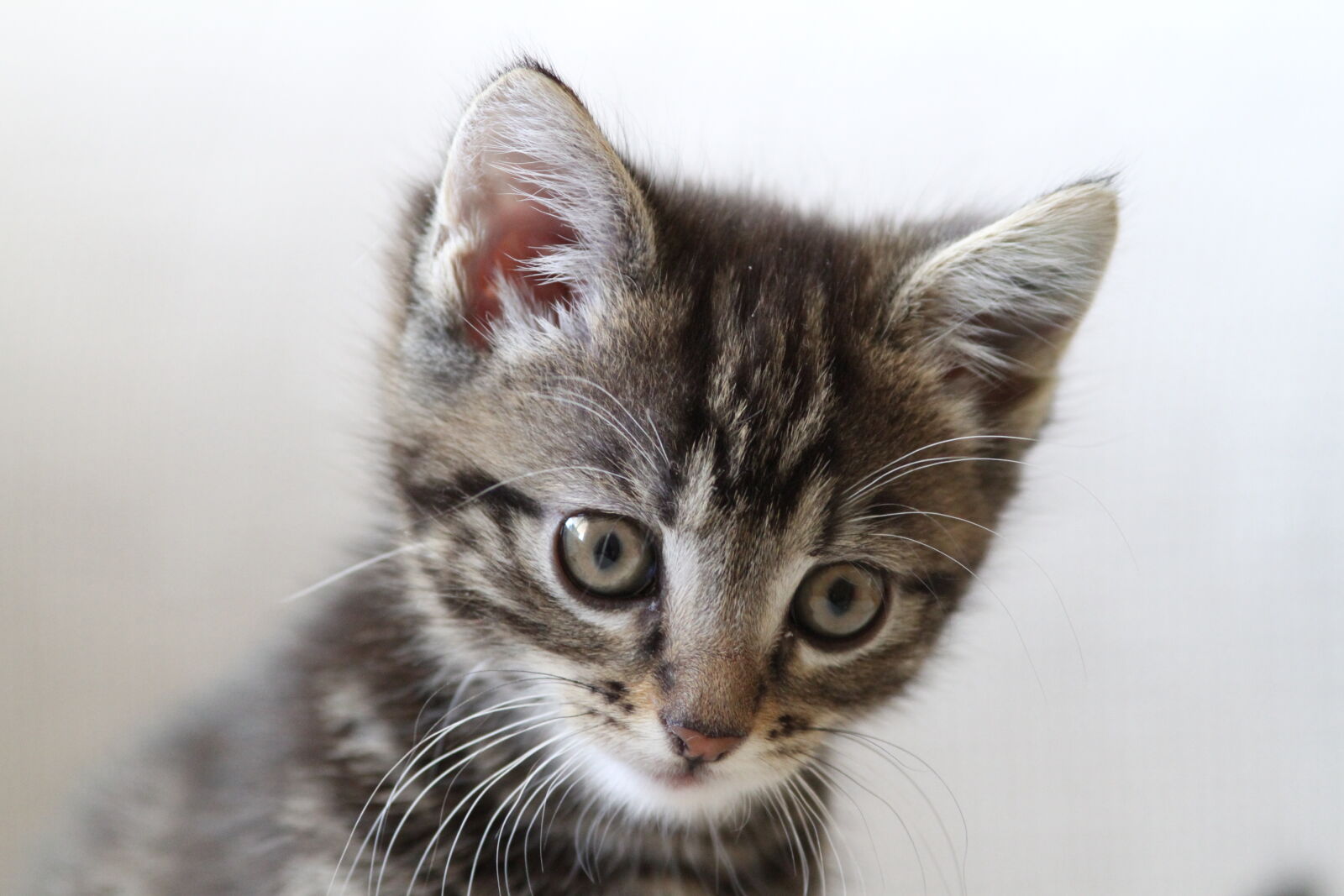Canon EF 200mm F2.8L II USM sample photo. Cat, kitten photography