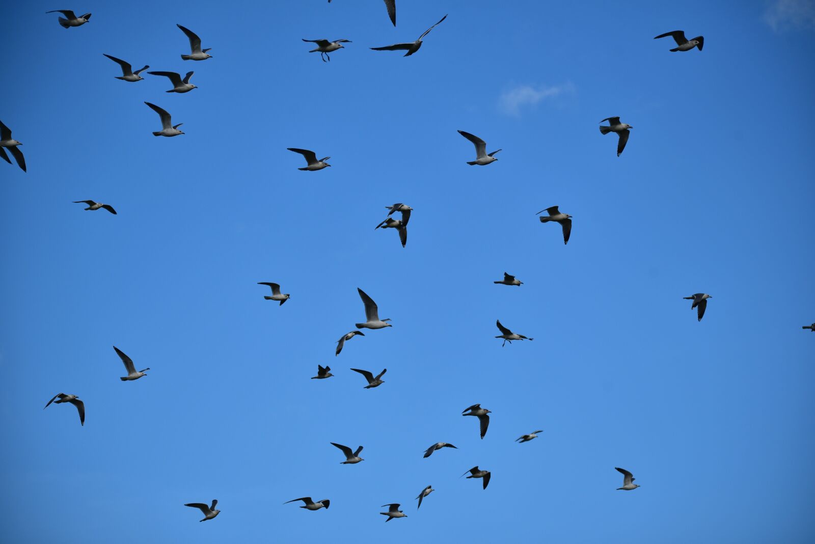 Nikon D750 sample photo. Seagull, water bird, feather photography