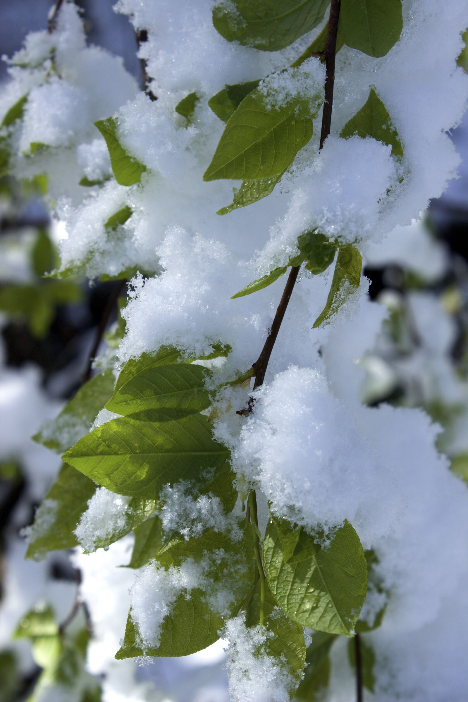 Canon EOS 600D (Rebel EOS T3i / EOS Kiss X5) sample photo. Snow in spring, leaves photography