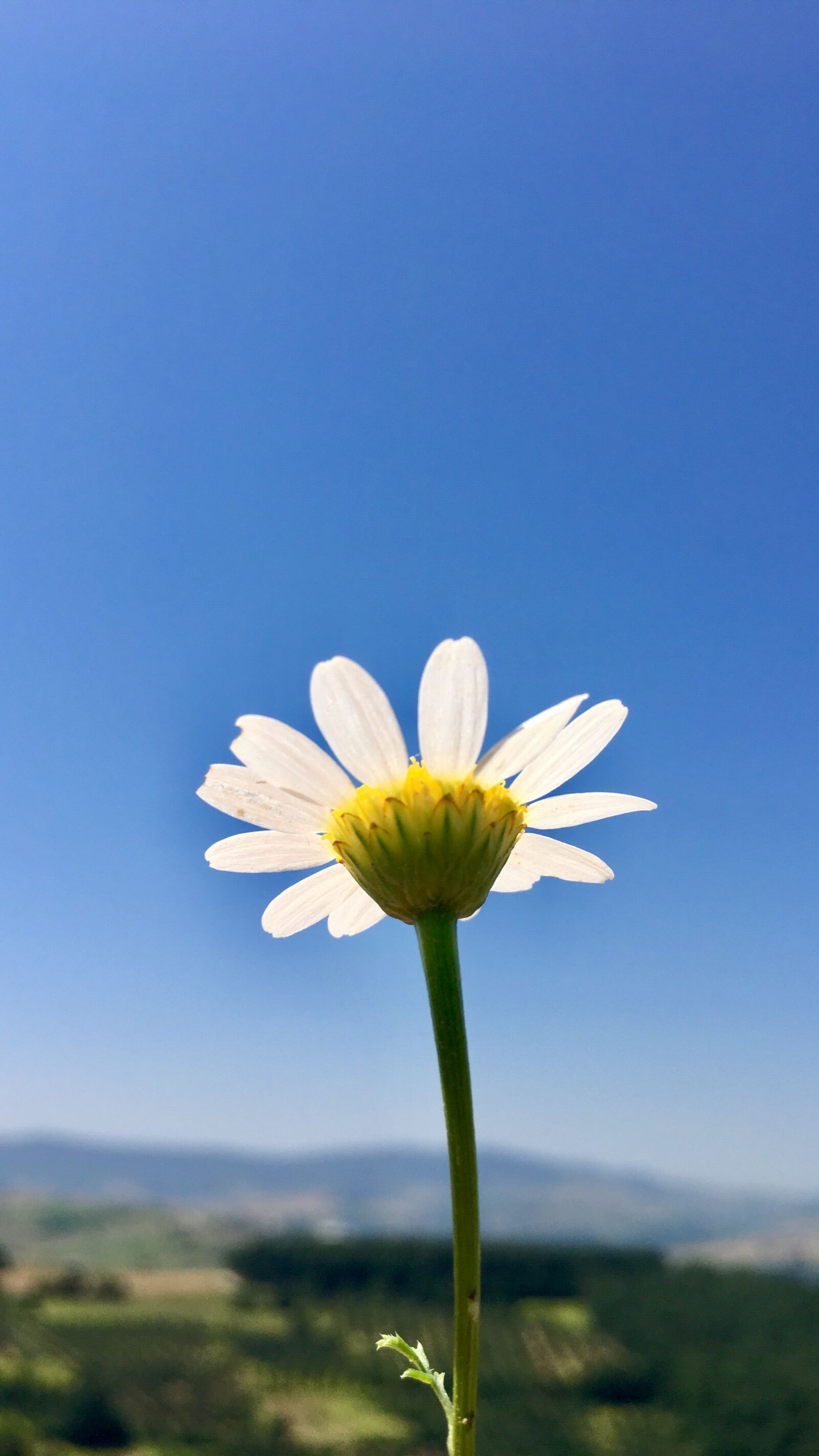 Apple iPhone 6s sample photo