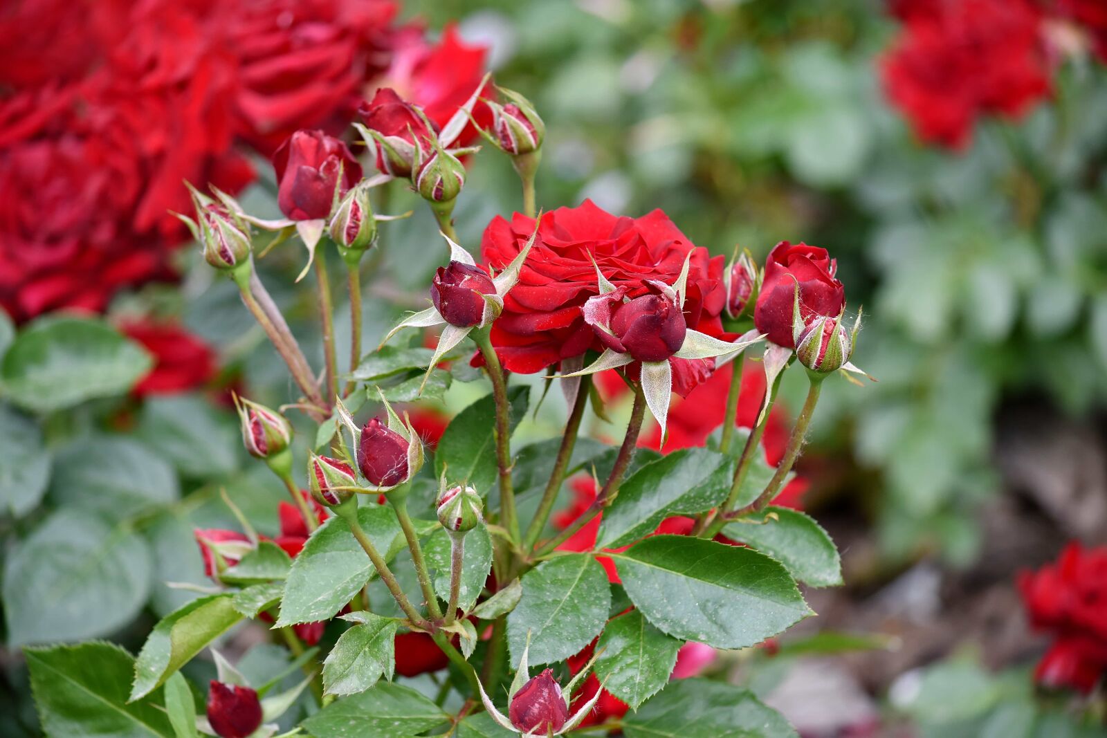 Nikon D5500 sample photo. Flower garden, roses, nature photography