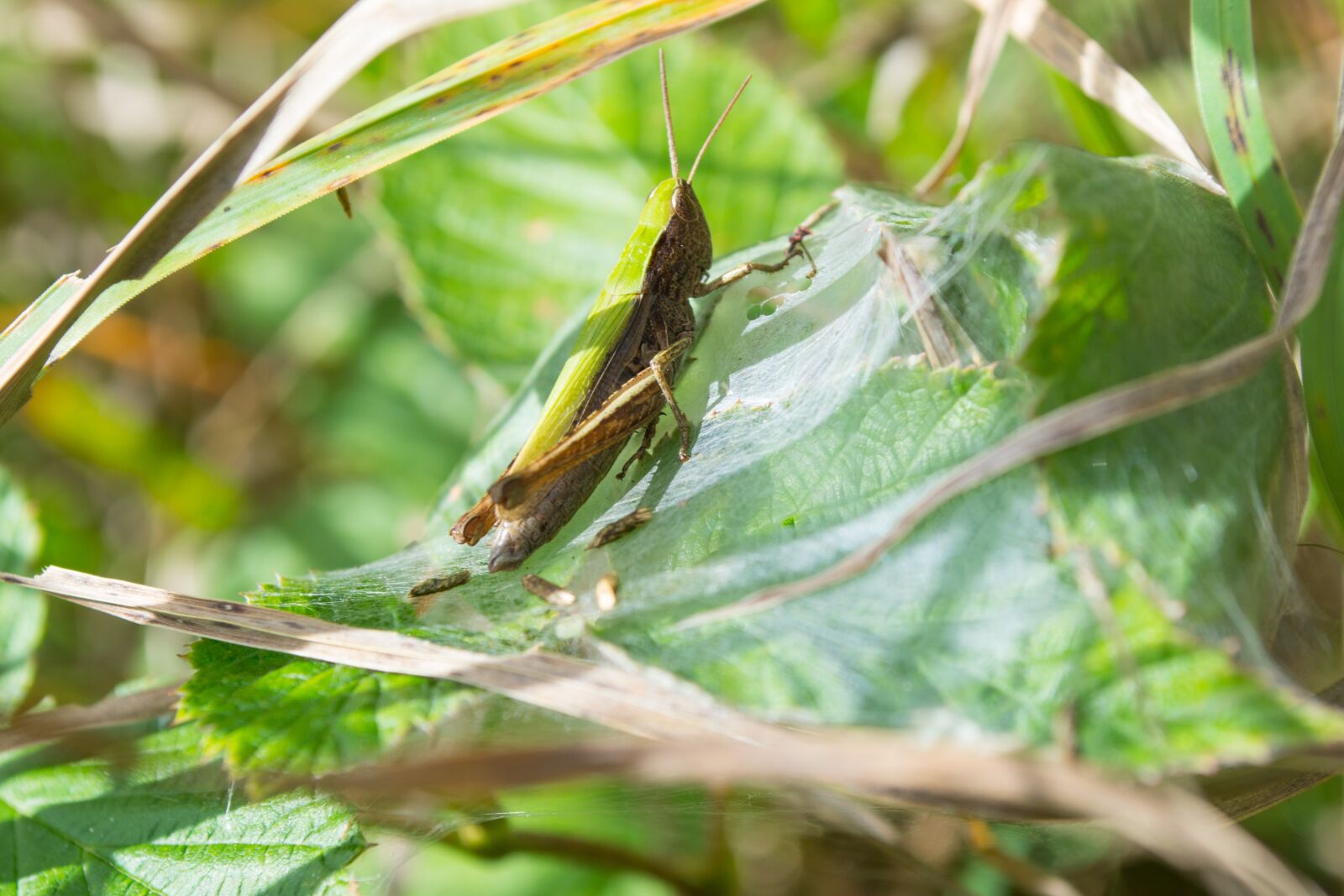 Nikon D3100 sample photo. Grille, green, insect photography