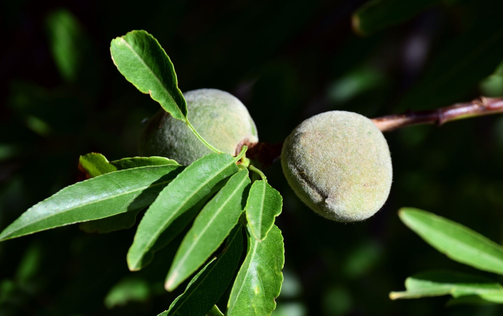 Nikon D3300 sample photo. Almonds, tree, almond tree photography