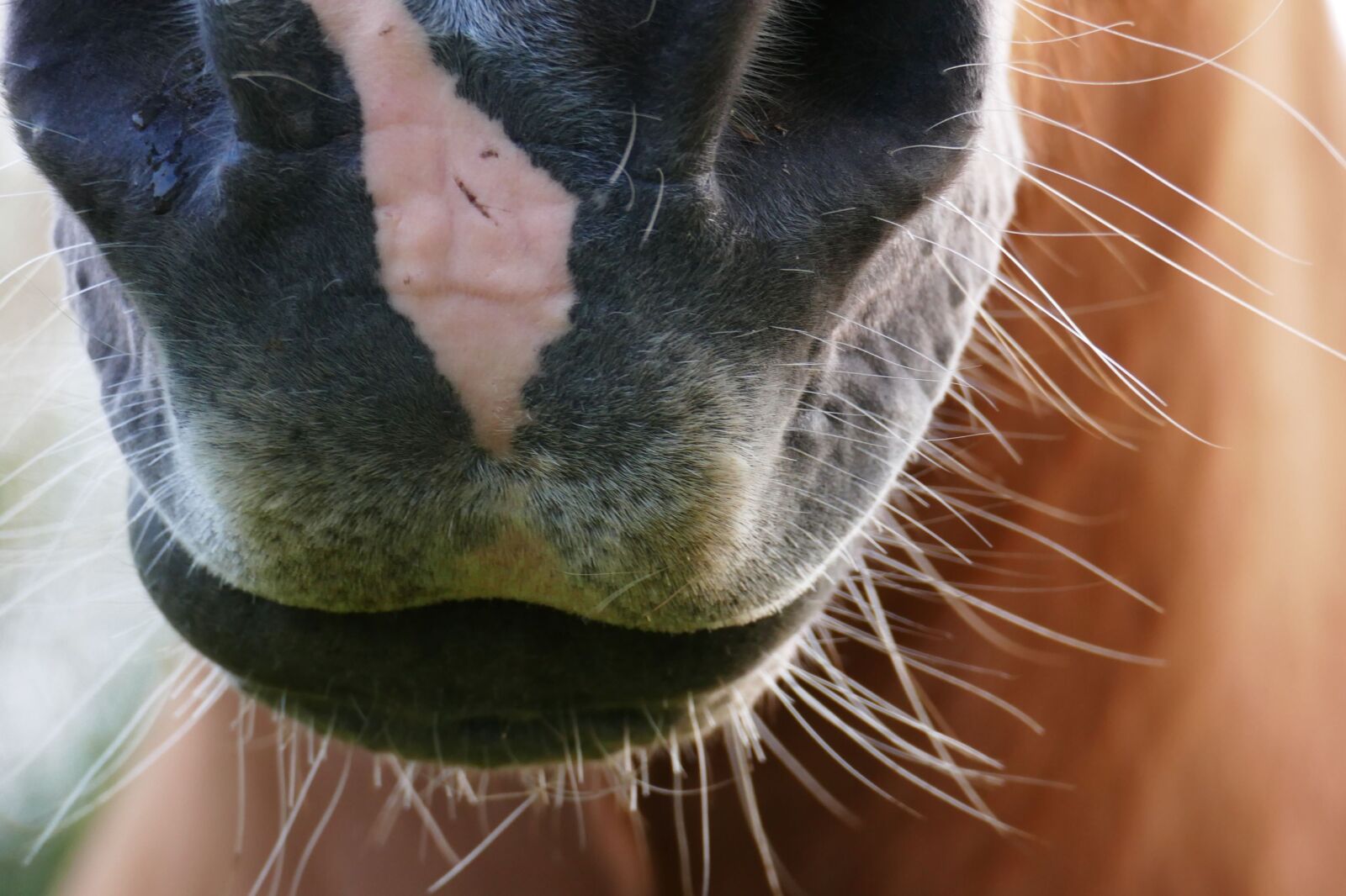 Panasonic Lumix DMC-FZ1000 sample photo. Horse, haflinger, animal photography