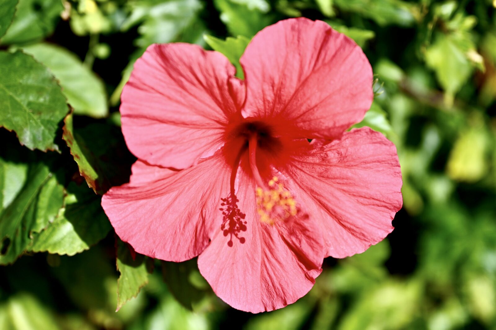 Nikon Nikkor Z 24-70mm F2.8 S sample photo. Bright, red, hibiscus photography