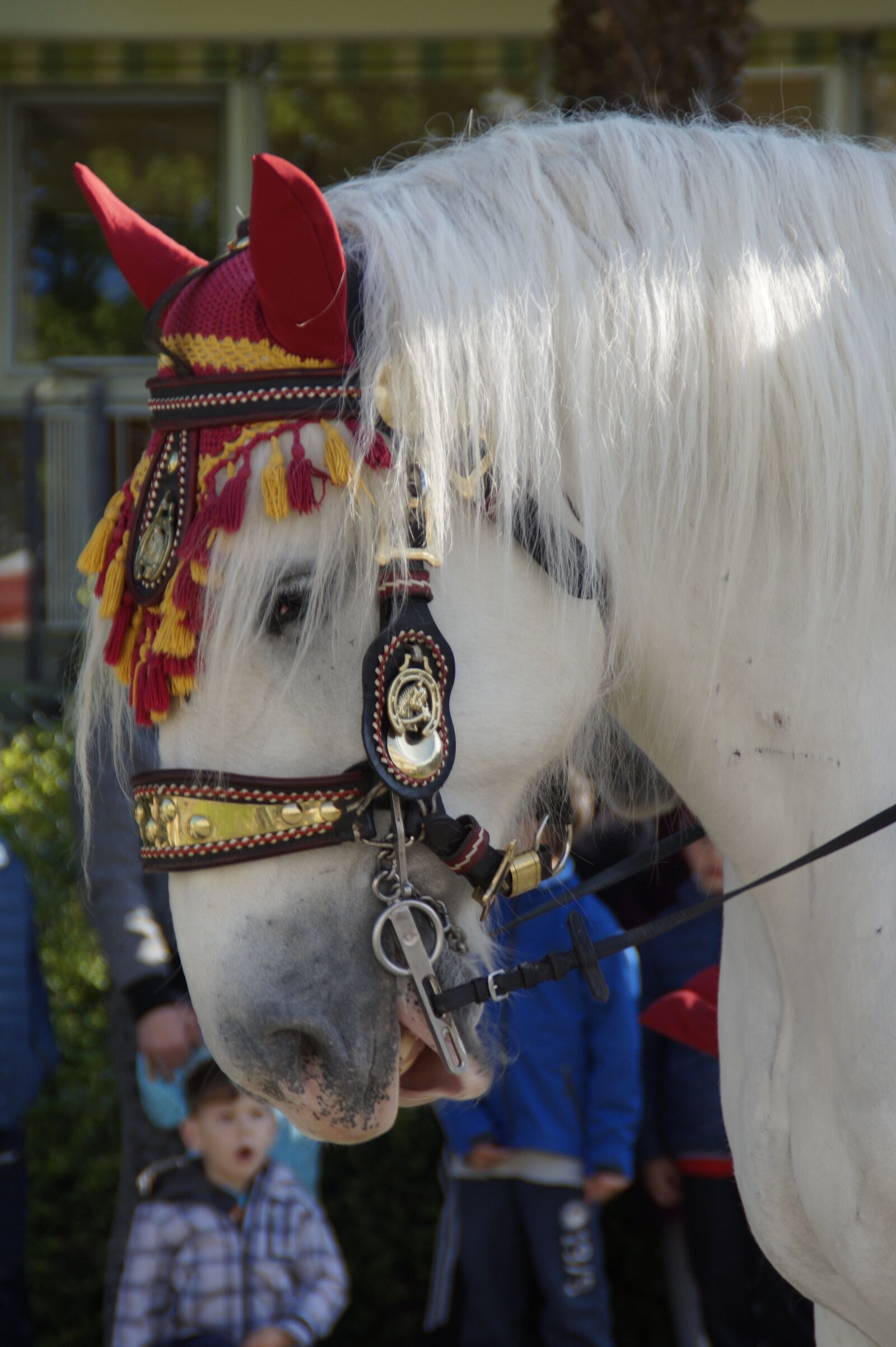 Sony SLT-A58 sample photo. Horse, decorated, animal photography