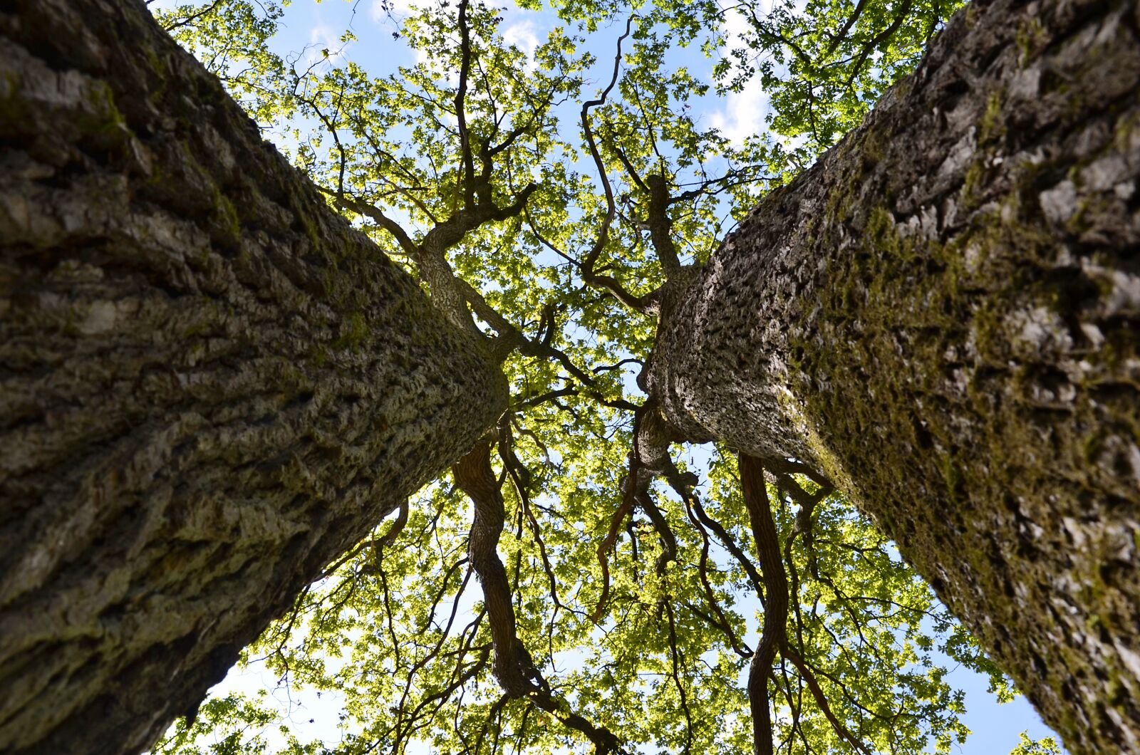 Nikon D5100 sample photo. Oaks, forest, tree photography
