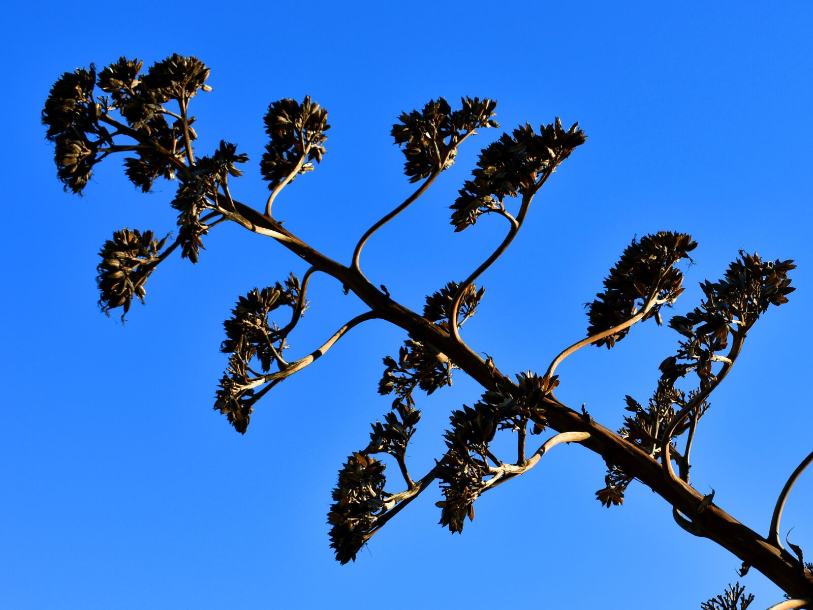 Nikon D3400 sample photo. Agave, agave flower, agave photography