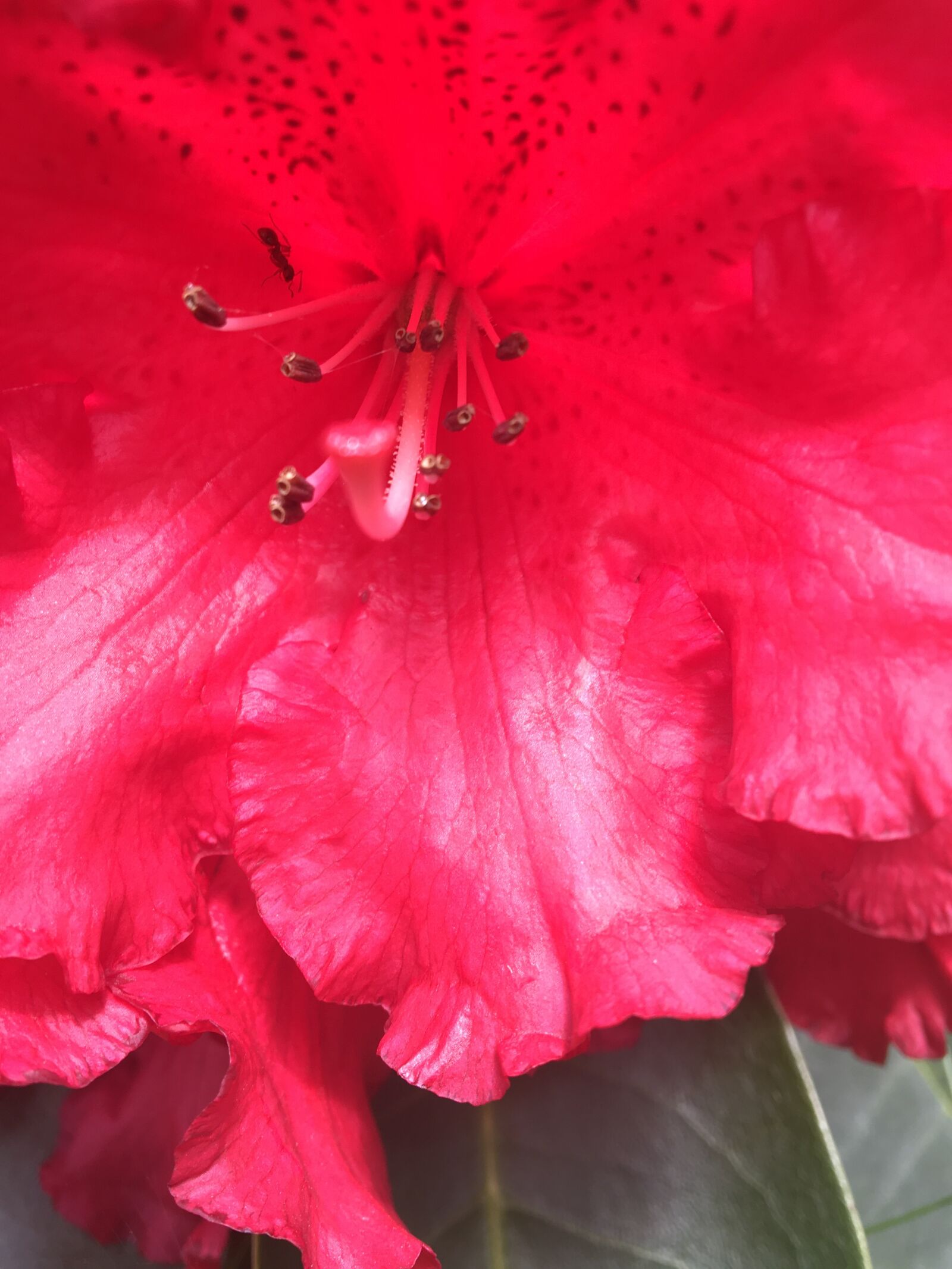 Apple iPhone 6s sample photo. Red, bloom, garden photography