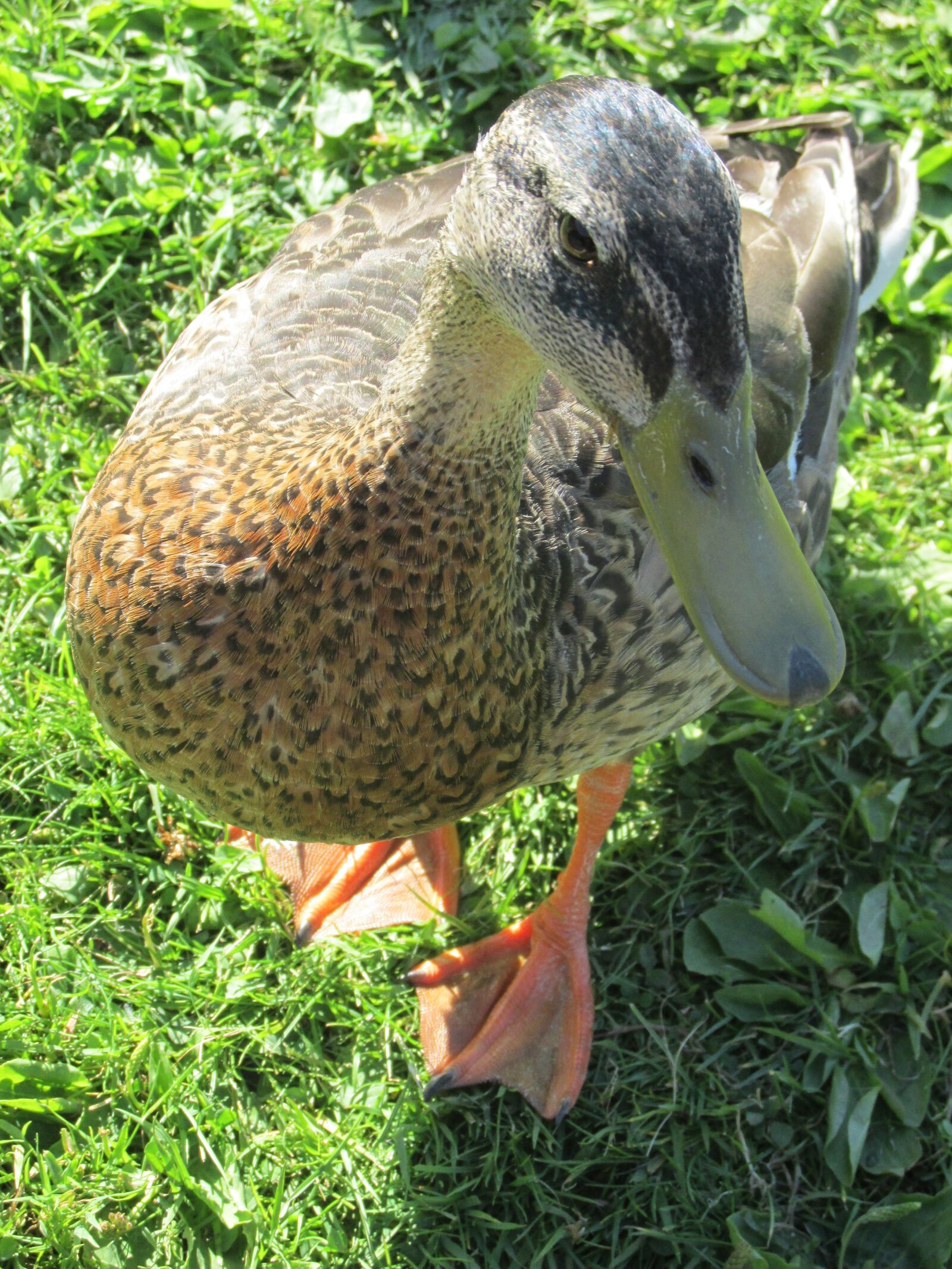Canon PowerShot SX170 IS sample photo. Duck, beak, bird photography