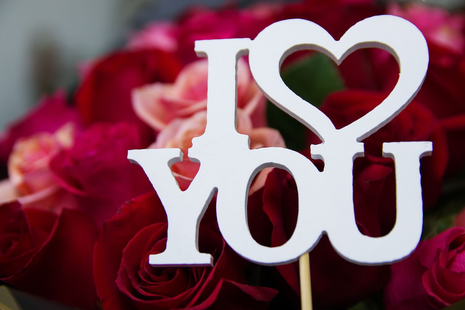 Canon EOS 70D sample photo. Rose, roses, flower photography