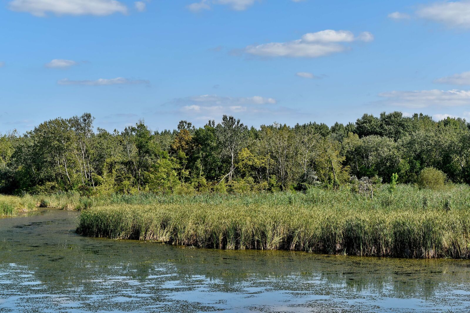 Nikon D5500 sample photo. Water, lake, wetland, forest photography