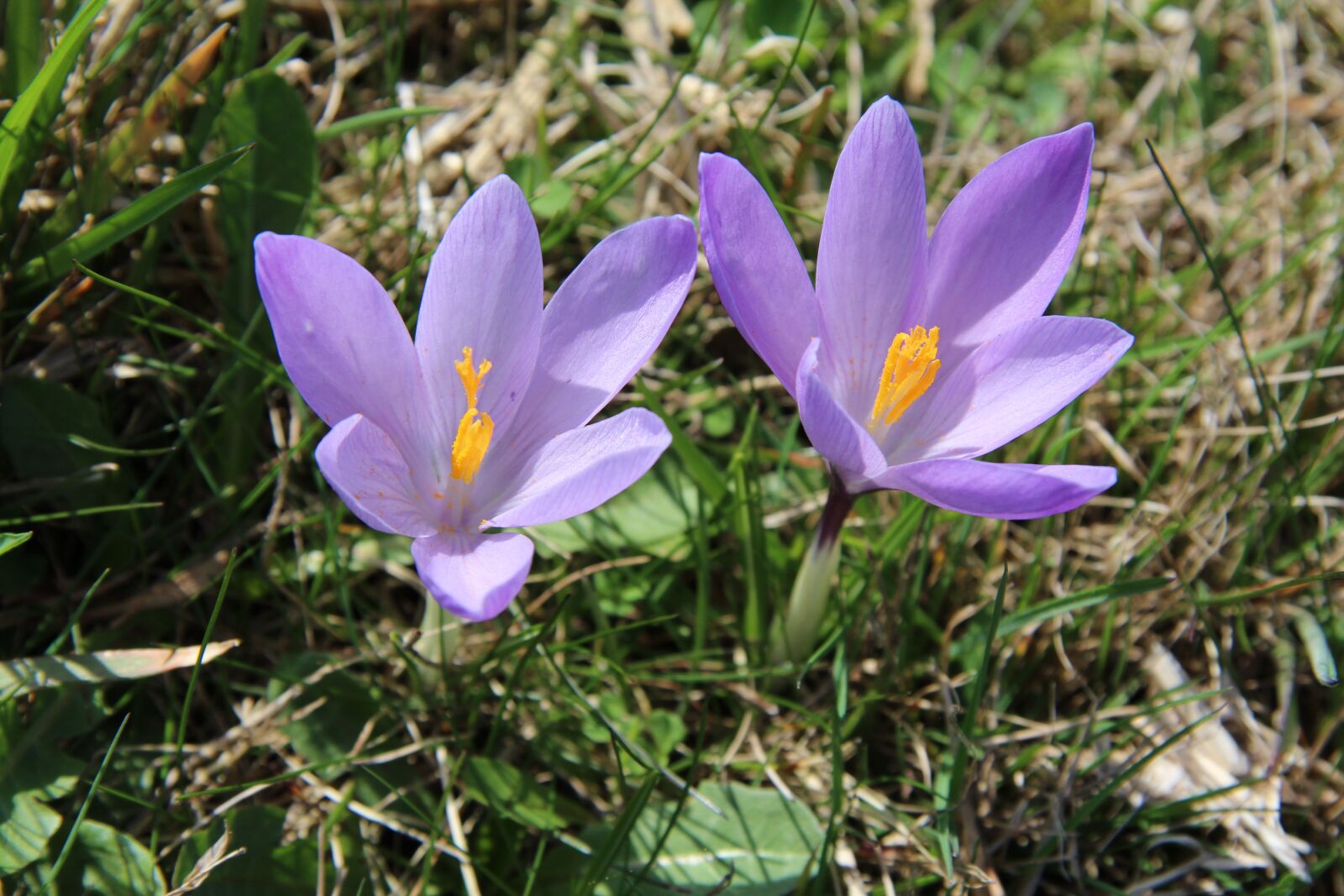 Canon EF-S 17-85mm F4-5.6 IS USM sample photo. Crocus, purple, spring photography