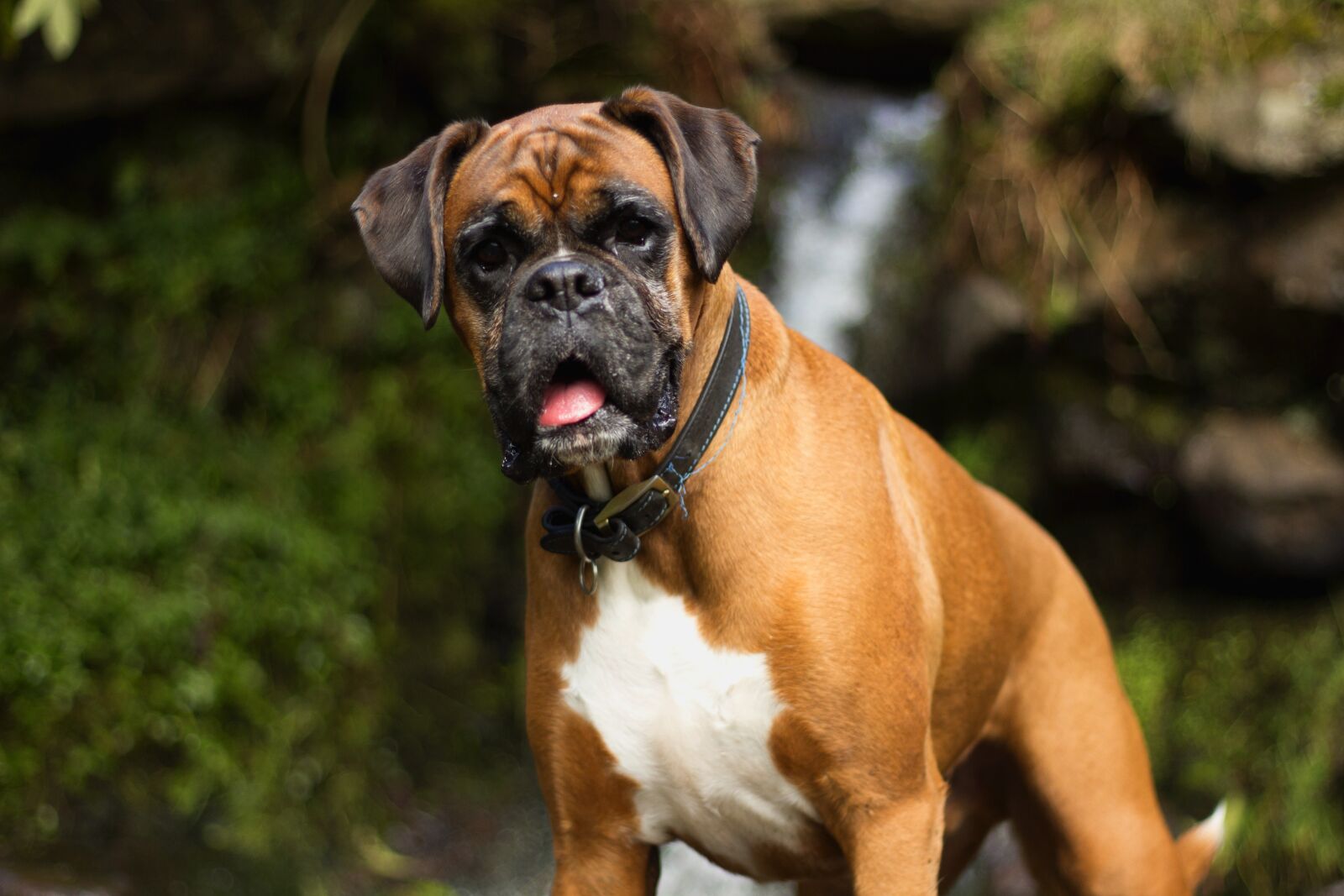 Canon EOS 700D (EOS Rebel T5i / EOS Kiss X7i) + Canon EF 50mm F1.8 II sample photo. Dog, cute, animal photography