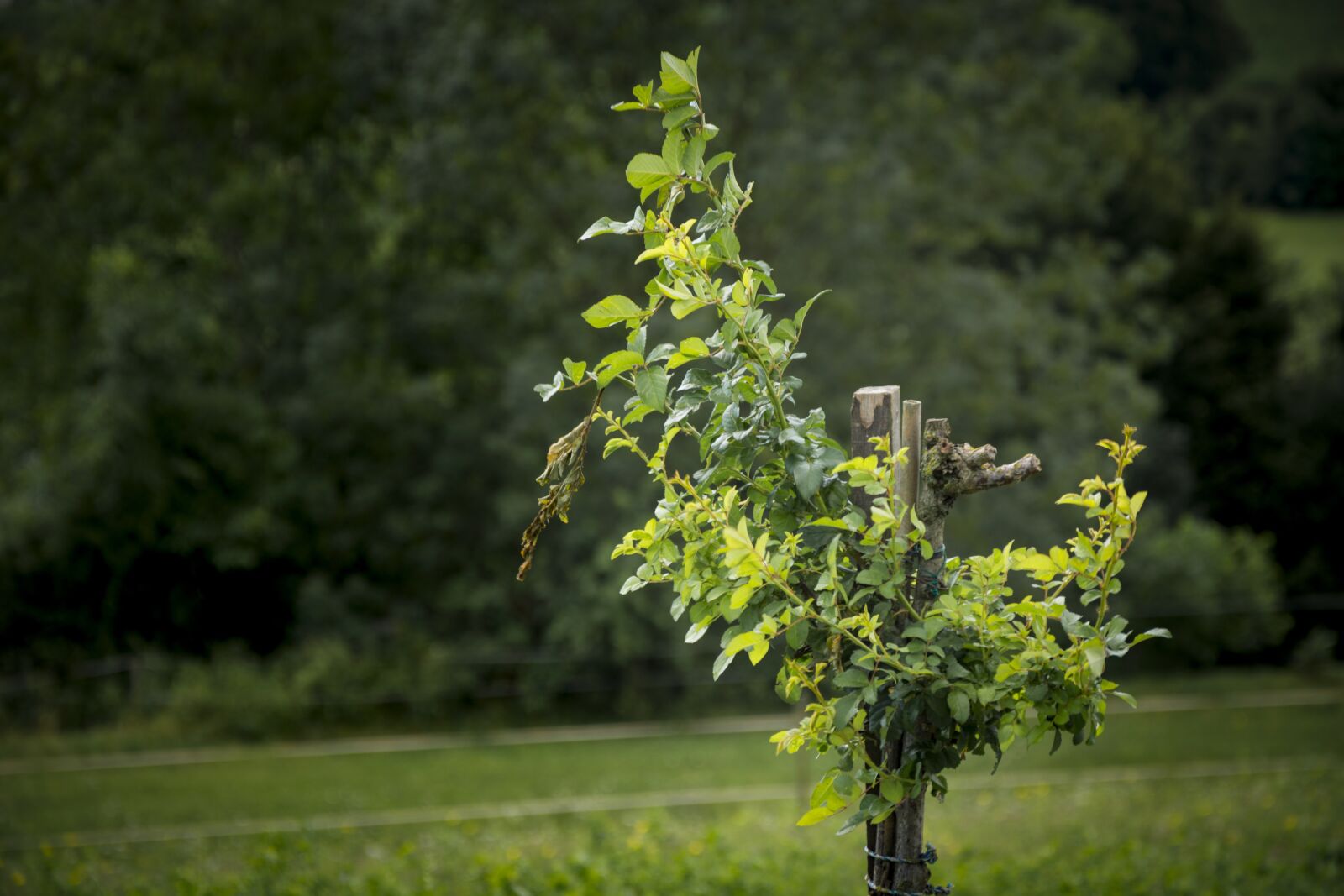Nikon D5200 sample photo. Bush, green, plant photography