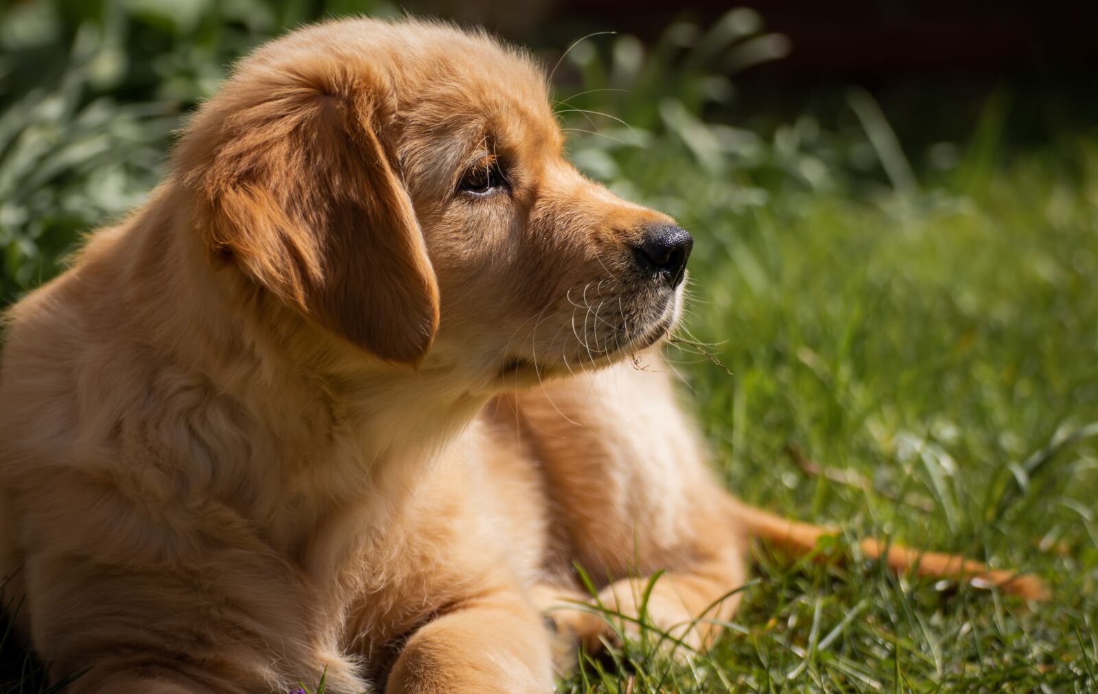 Canon EOS 200D (EOS Rebel SL2 / EOS Kiss X9) sample photo. Dog, small, puppy photography