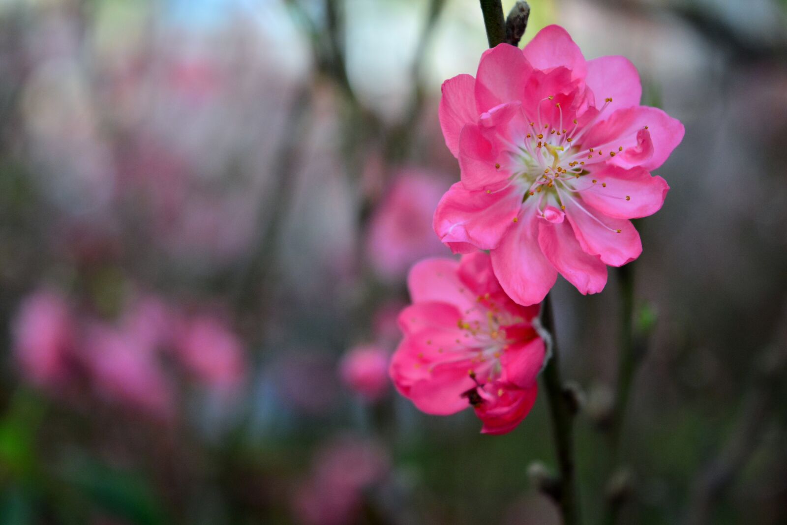 Nikon D5200 sample photo. Flowers, petals, stem photography