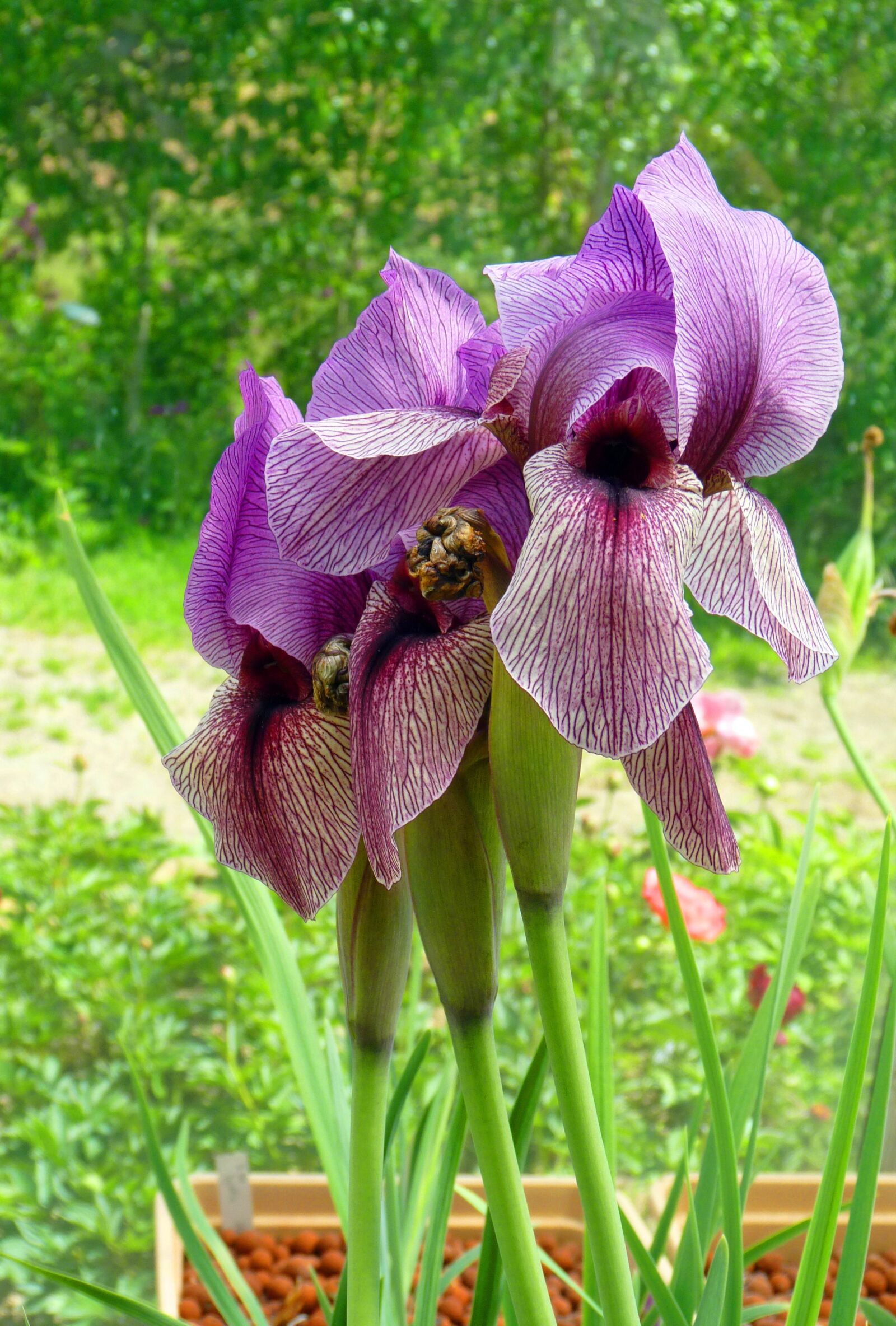 Panasonic Lumix DMC-FZ35 (Lumix DMC-FZ38) sample photo. Flower, iris, garden photography