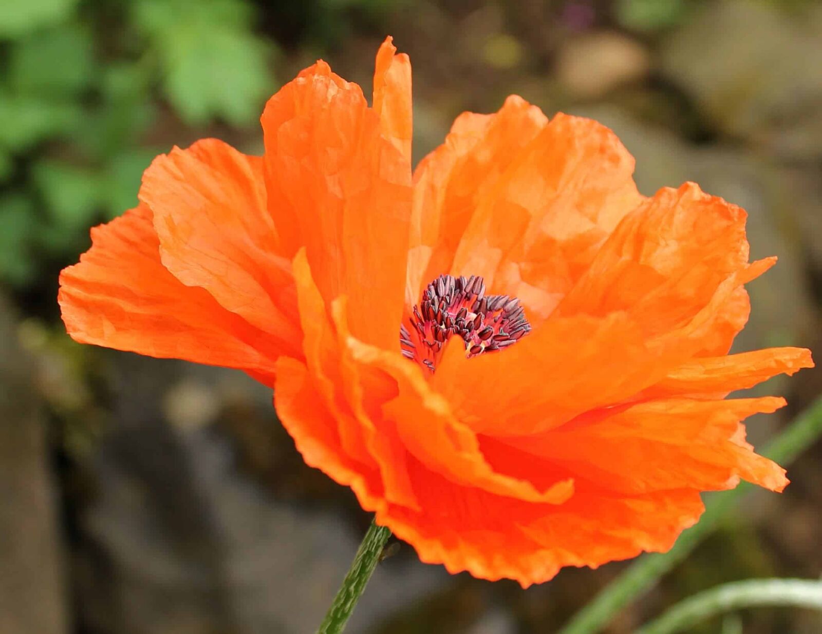 Canon EOS 550D (EOS Rebel T2i / EOS Kiss X4) sample photo. Nature, flower, plant, petal photography