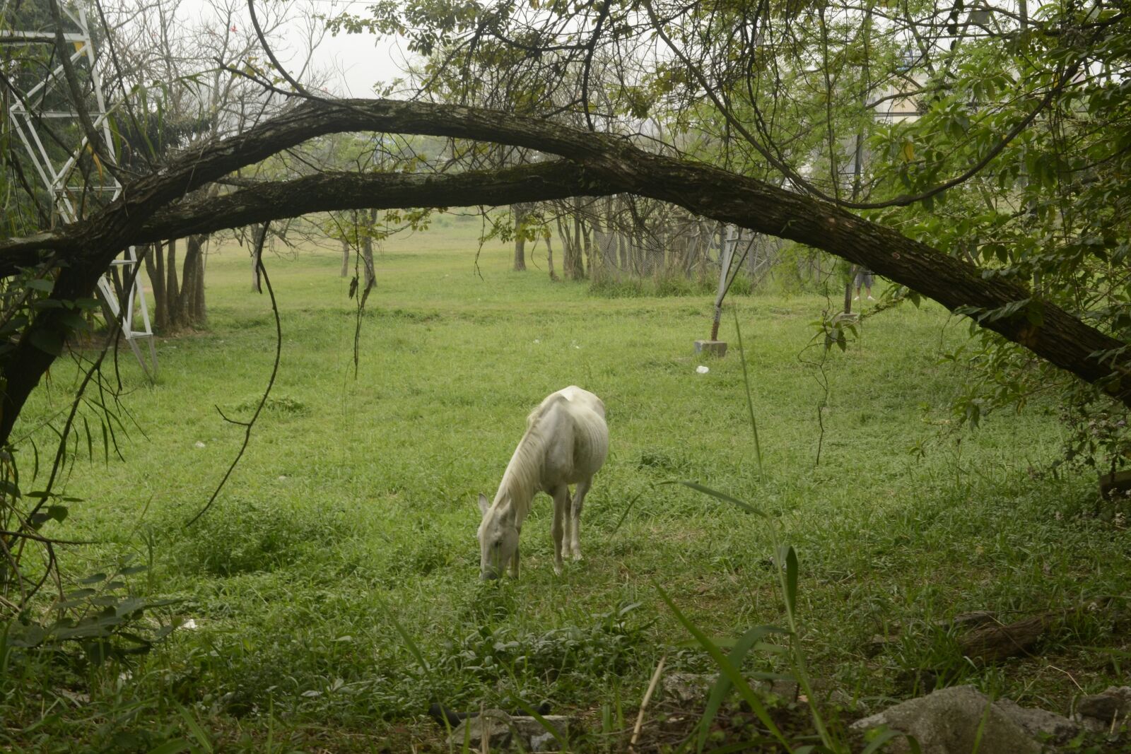 Nikon D3100 sample photo. Cavalo, cavalos, animais photography