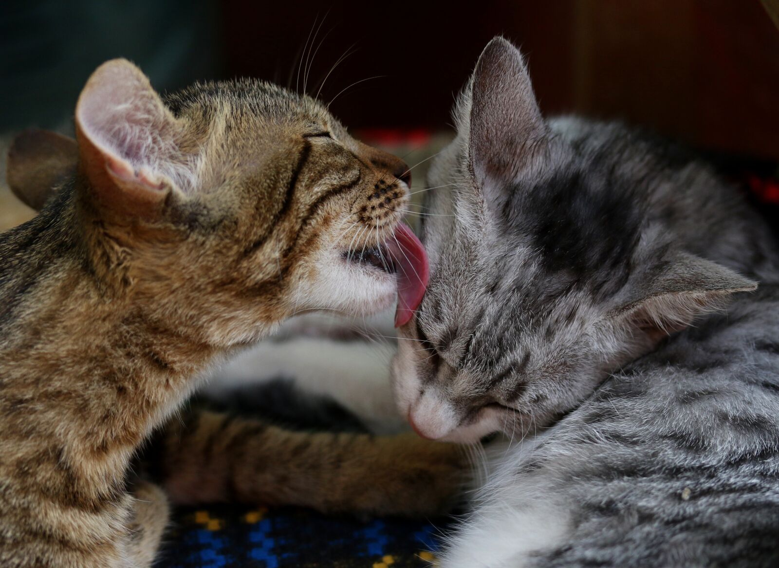 Canon EF-S 60mm F2.8 Macro USM sample photo. Cats, love, two photography