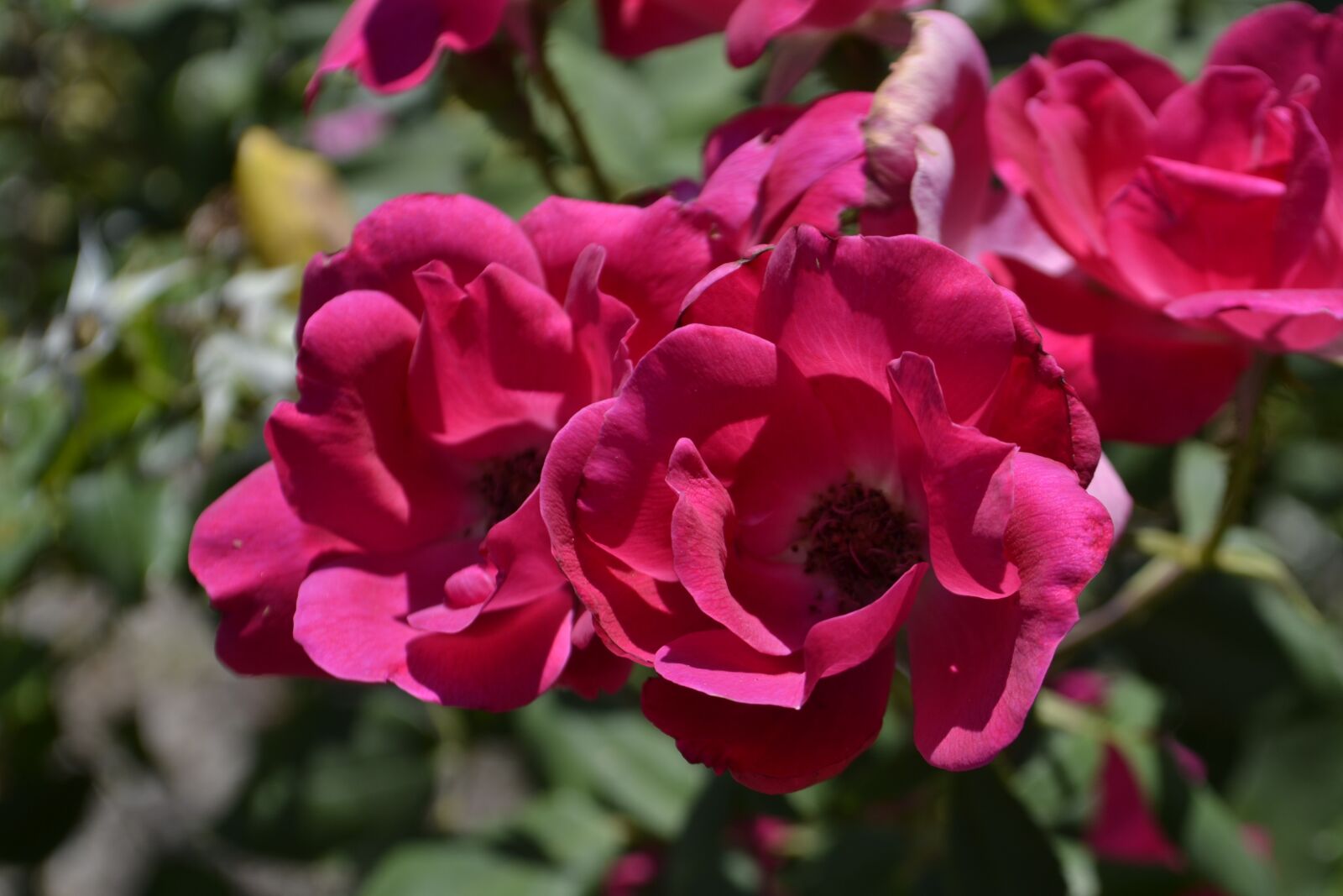 Nikon D3100 sample photo. Flowers, roses, flowerbed photography