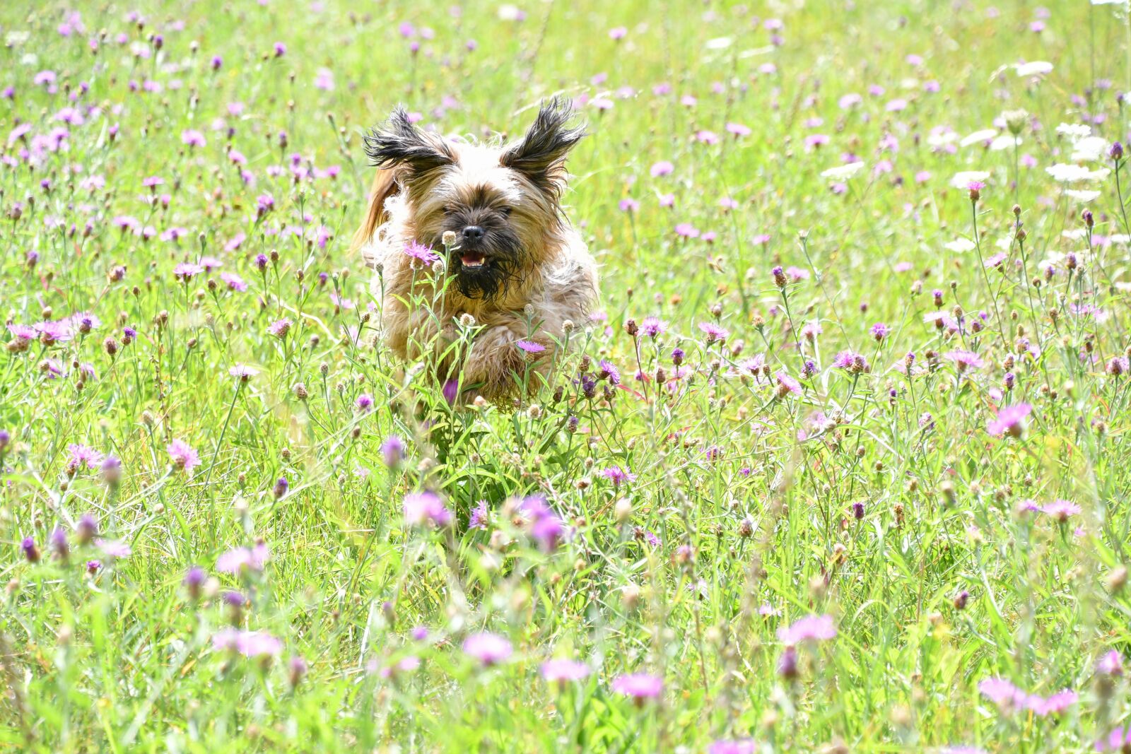 Nikon D500 sample photo. Dog, run, prairie photography