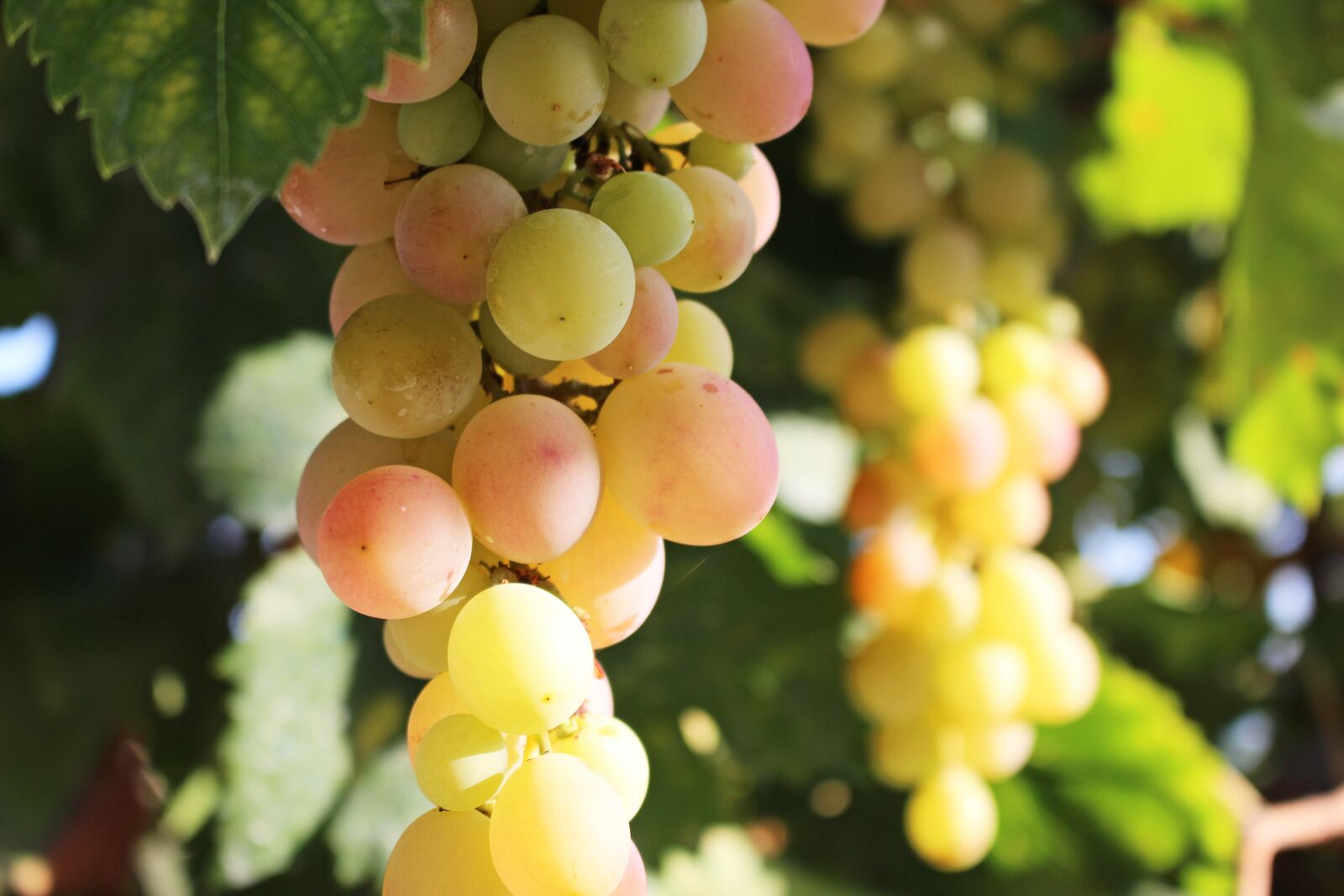 Canon EOS 700D (EOS Rebel T5i / EOS Kiss X7i) sample photo. Grapes, fruit, vine photography