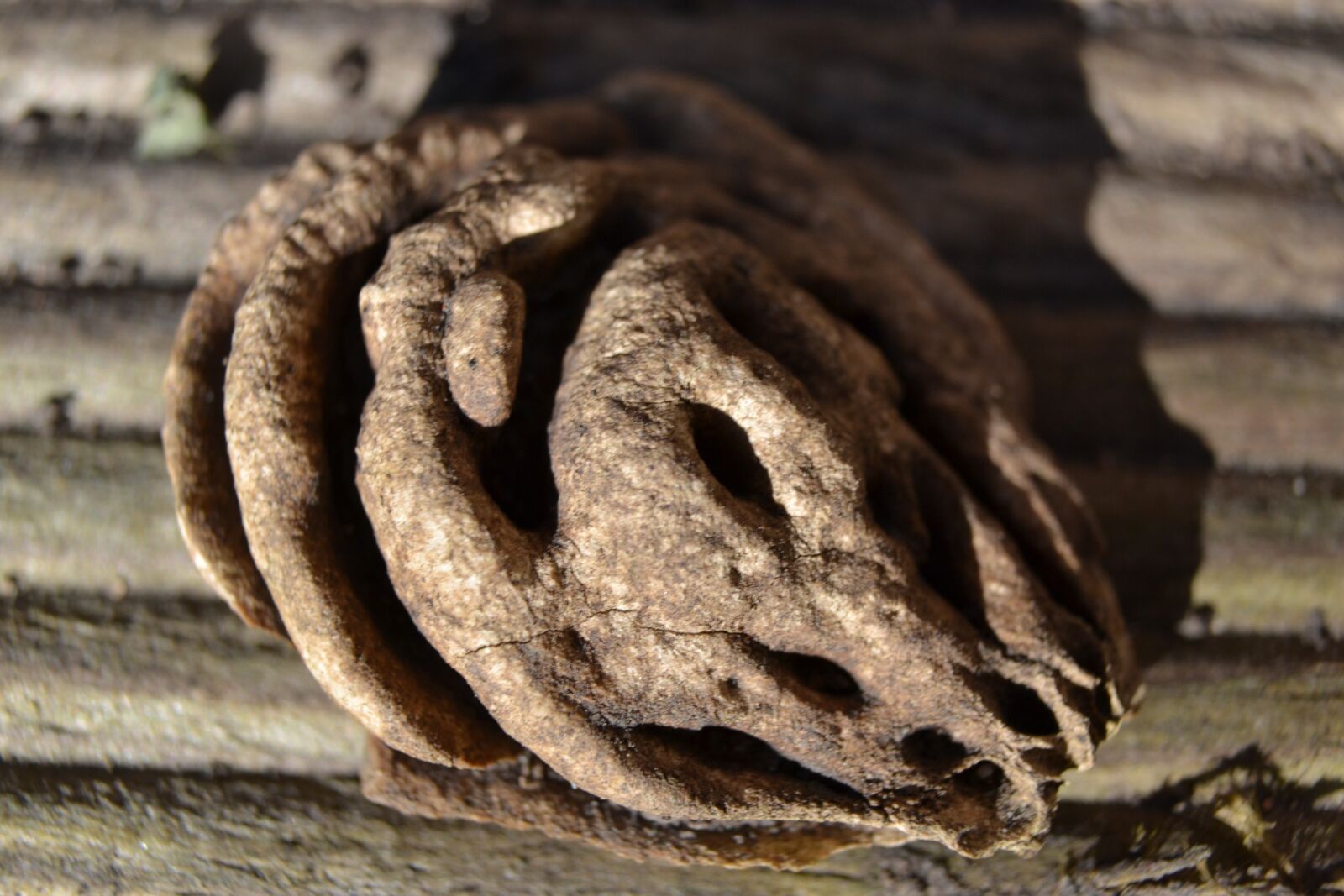 Nikon D3100 sample photo. Stone, fruit, plum photography
