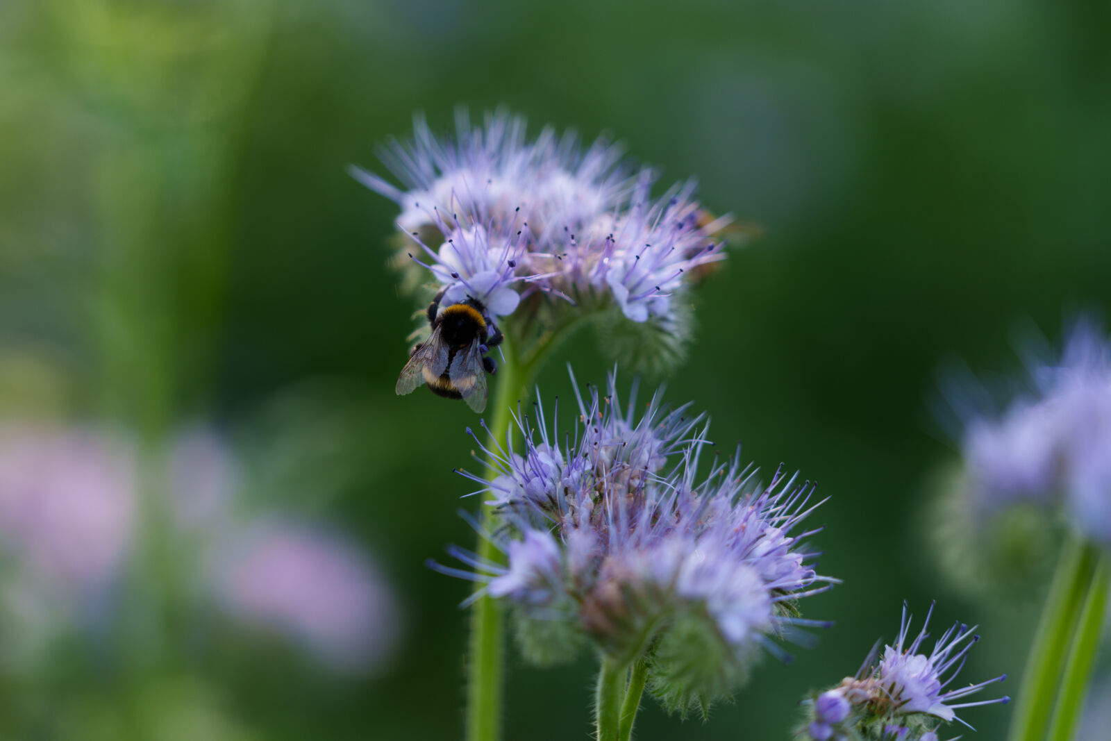 Sigma 28-105mm F2.8 DG DN | Art sample photo. Busy bumblebee flower photography