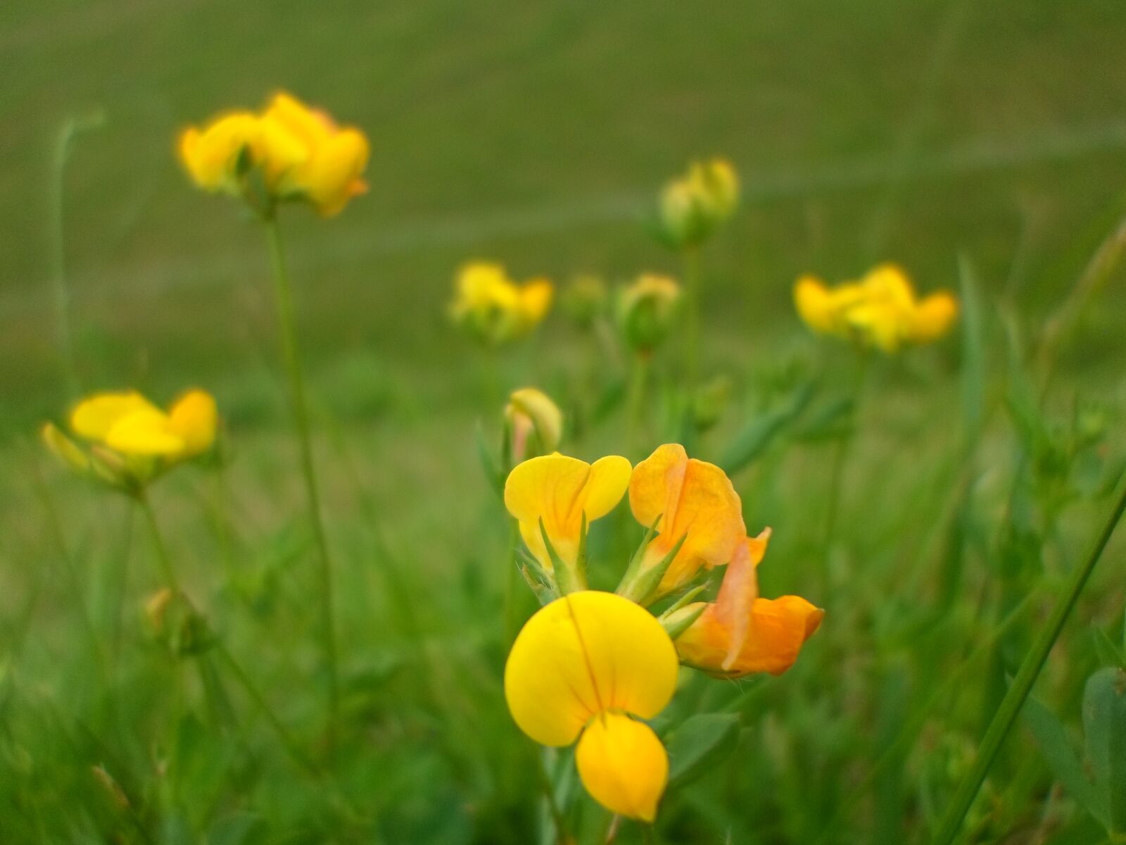 Samsung ST66 / ST68 sample photo. Flower, yellow, green photography