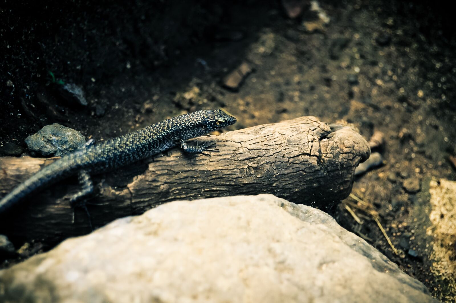 Nikon D5000 sample photo. Fernando, of, noronha photography