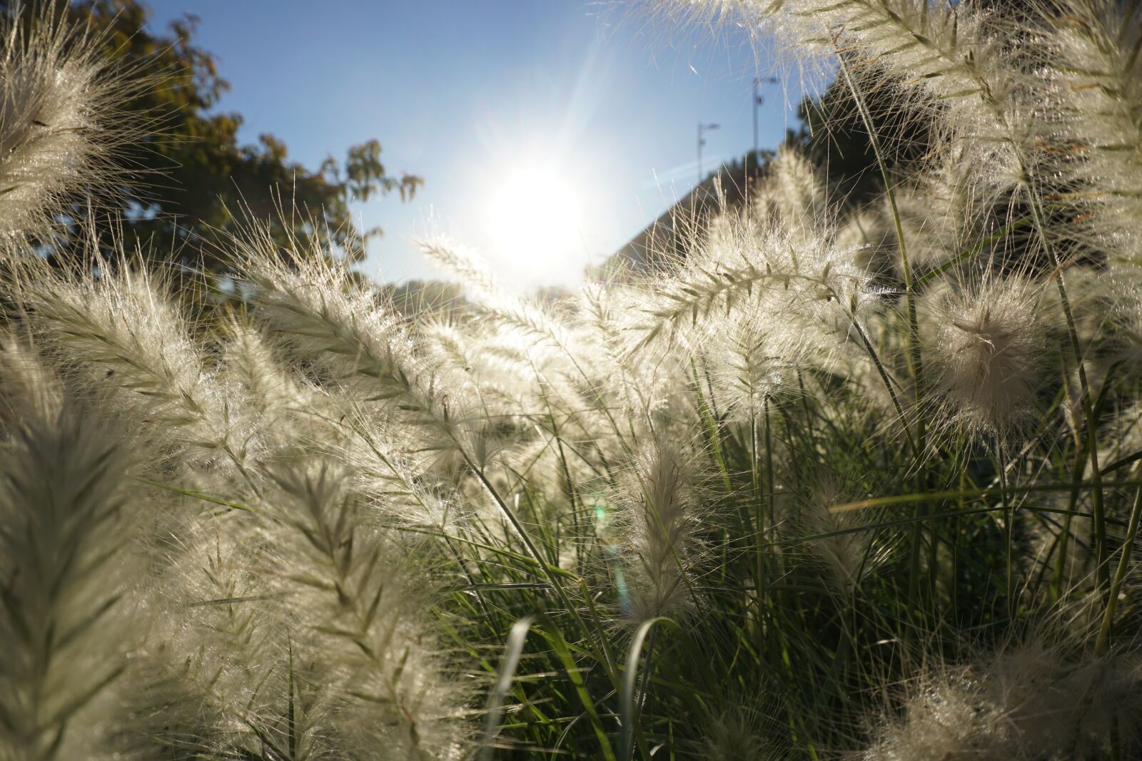 Sony E 16-50mm F3.5-5.6 PZ OSS sample photo. Nature, sky, summer photography