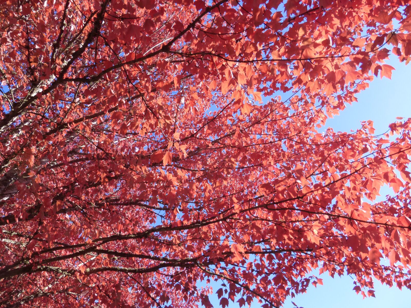 Panasonic DMC-ZS25 sample photo. "Tree, leaves, red" photography