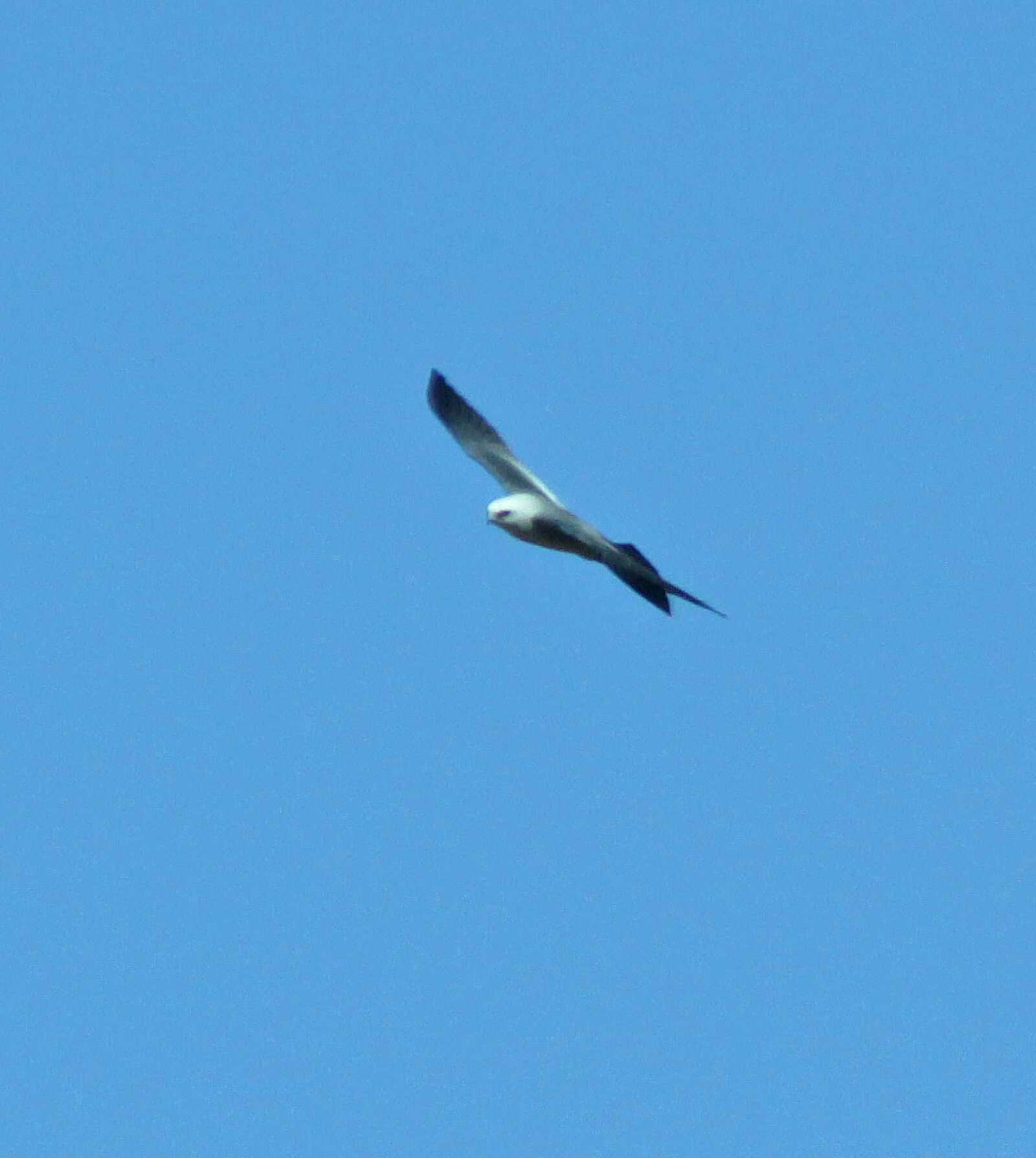 Canon EF 300mm F4L IS USM sample photo