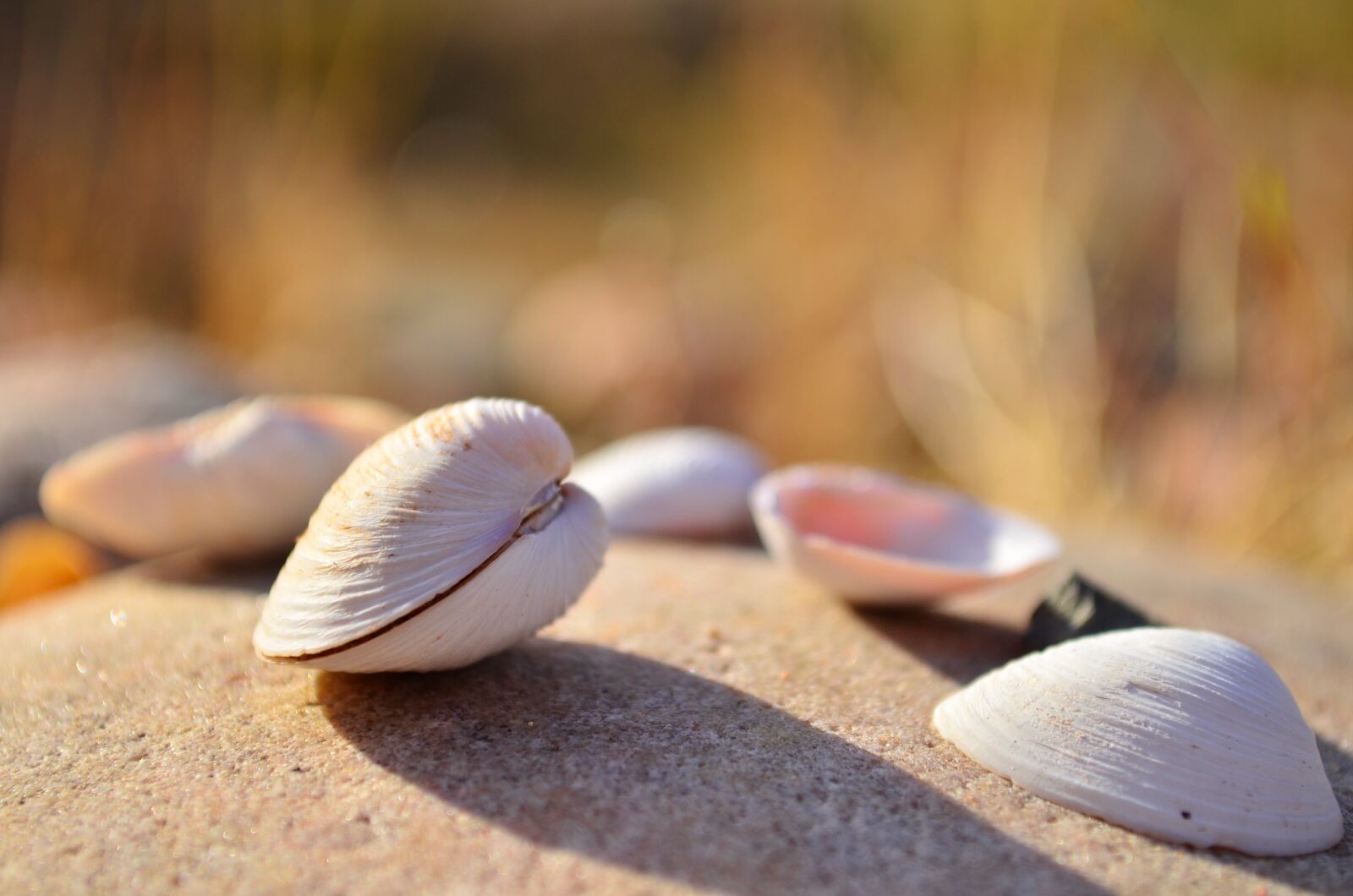 Nikon D5100 sample photo. Shells, beach, hot photography