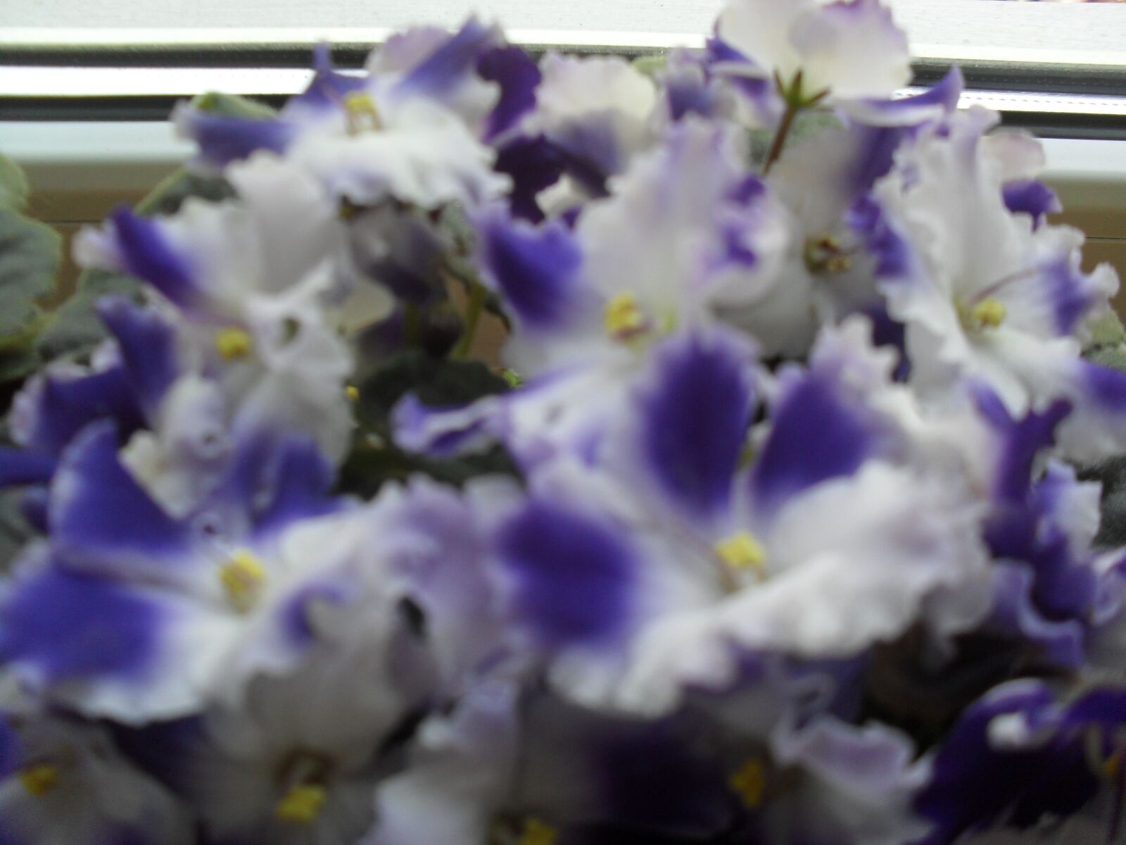Samsung ES60 / VLUU ES60 /  SL105 /  ES63 sample photo. White-blue, violet, flower photography