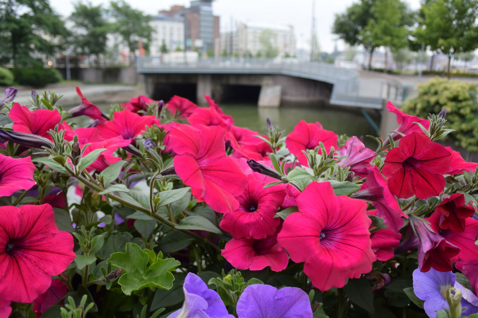 Nikon 1 V3 sample photo. Flowers of the canal photography