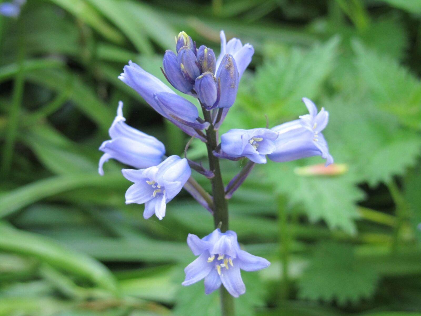 Canon PowerShot SX210 IS sample photo. Bluebell, flower, spring photography