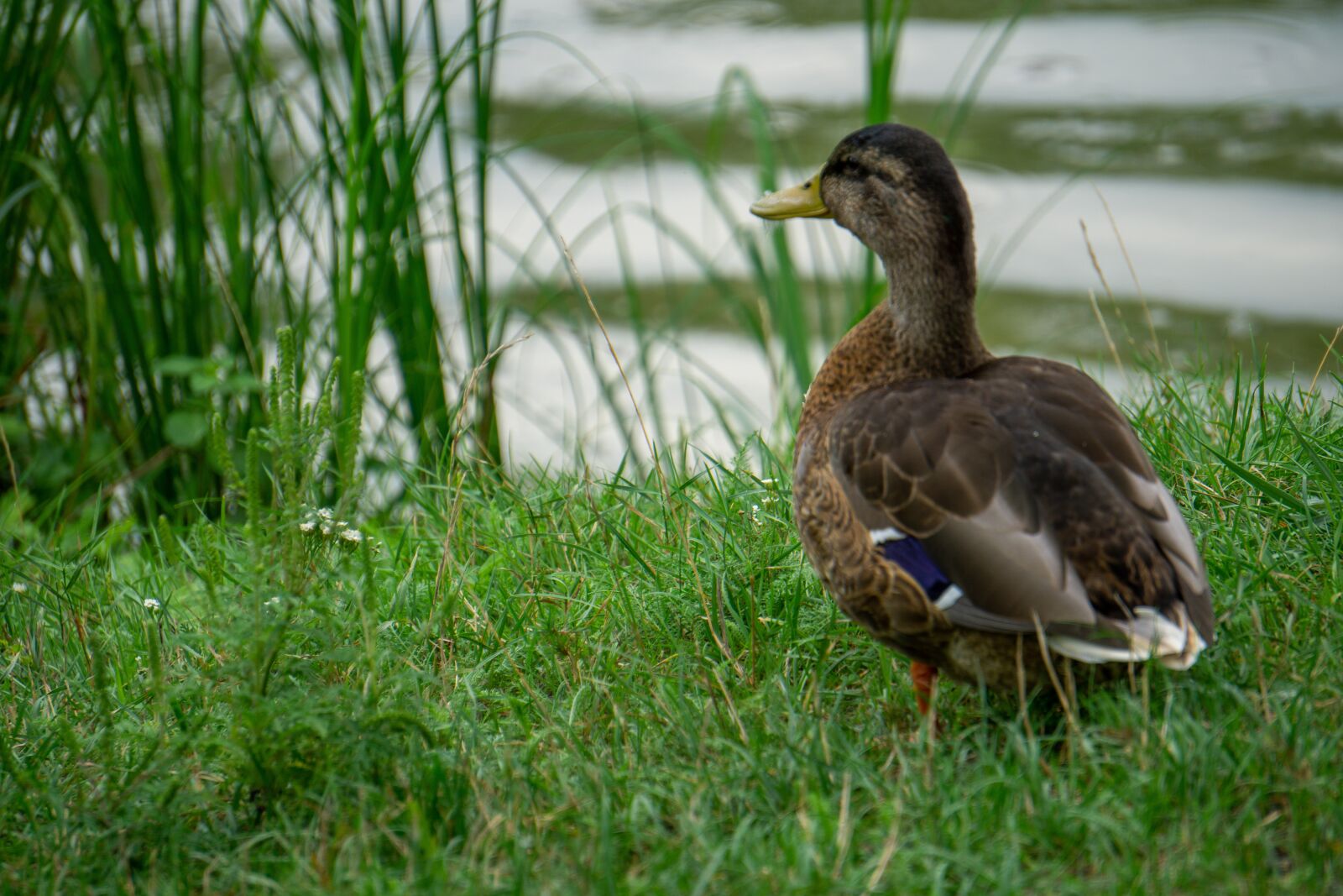 Sony E 55-210mm F4.5-6.3 OSS sample photo. Duck, bird, wild photography