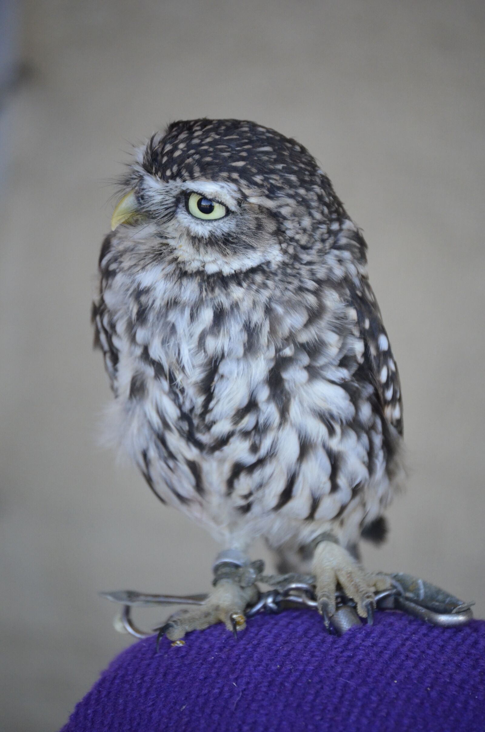 Nikon D5100 sample photo. Zwerguhu, brown, grey photography