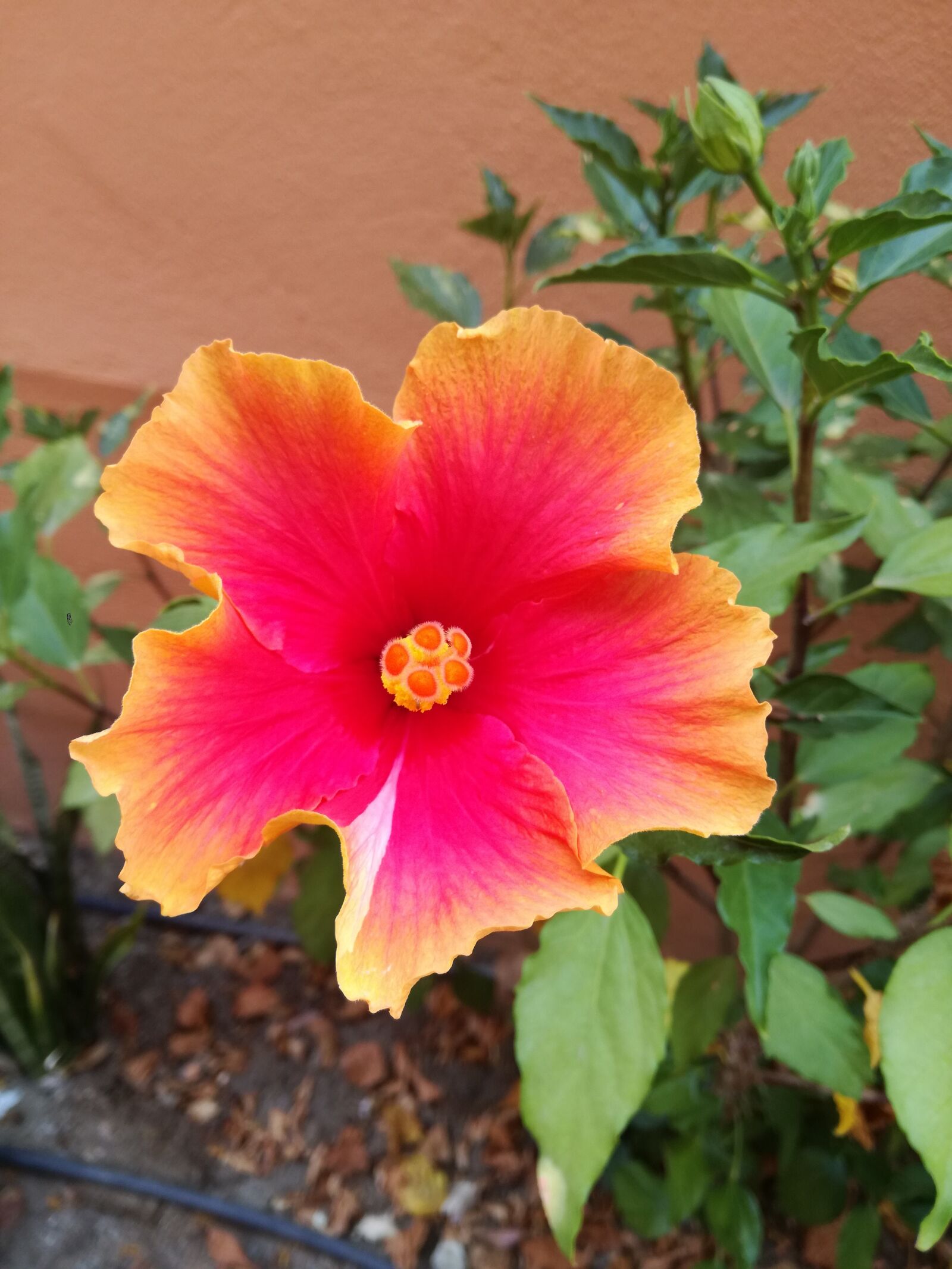 HUAWEI P9 LITE sample photo. Flower, garden, nature photography