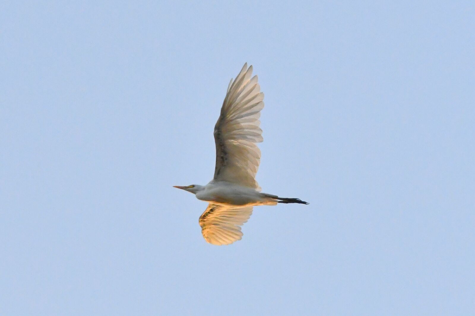 Nikon D7500 sample photo. Garza, biodiversity, aves photography